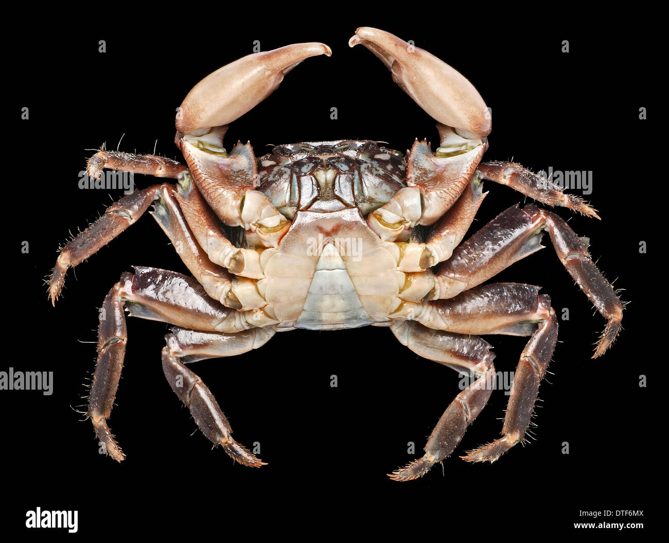 Pachygrapsus marmoratus, crabe marbré Banque D'Images