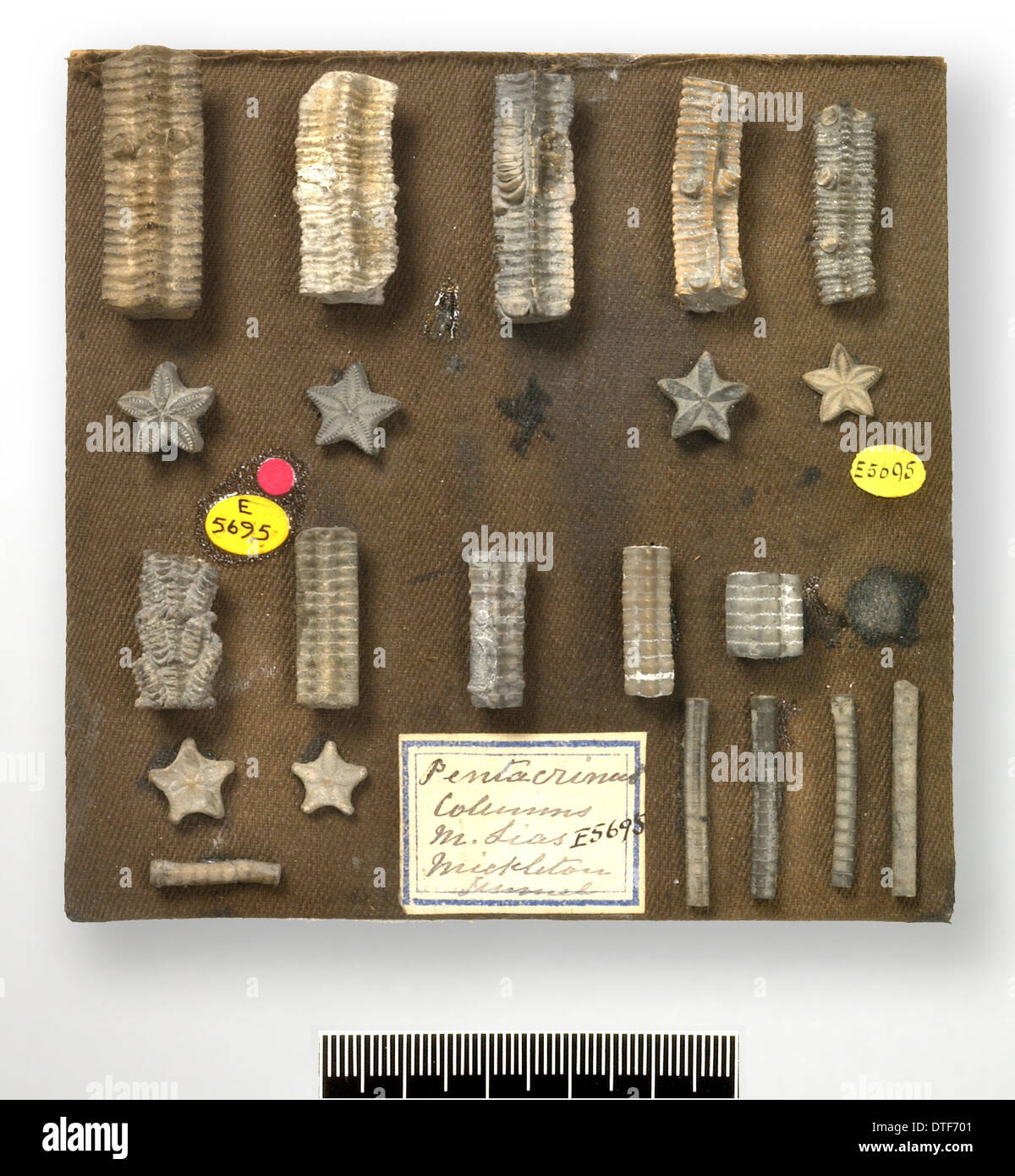 - Starstones columnals isocrinid de crinoïdes Banque D'Images