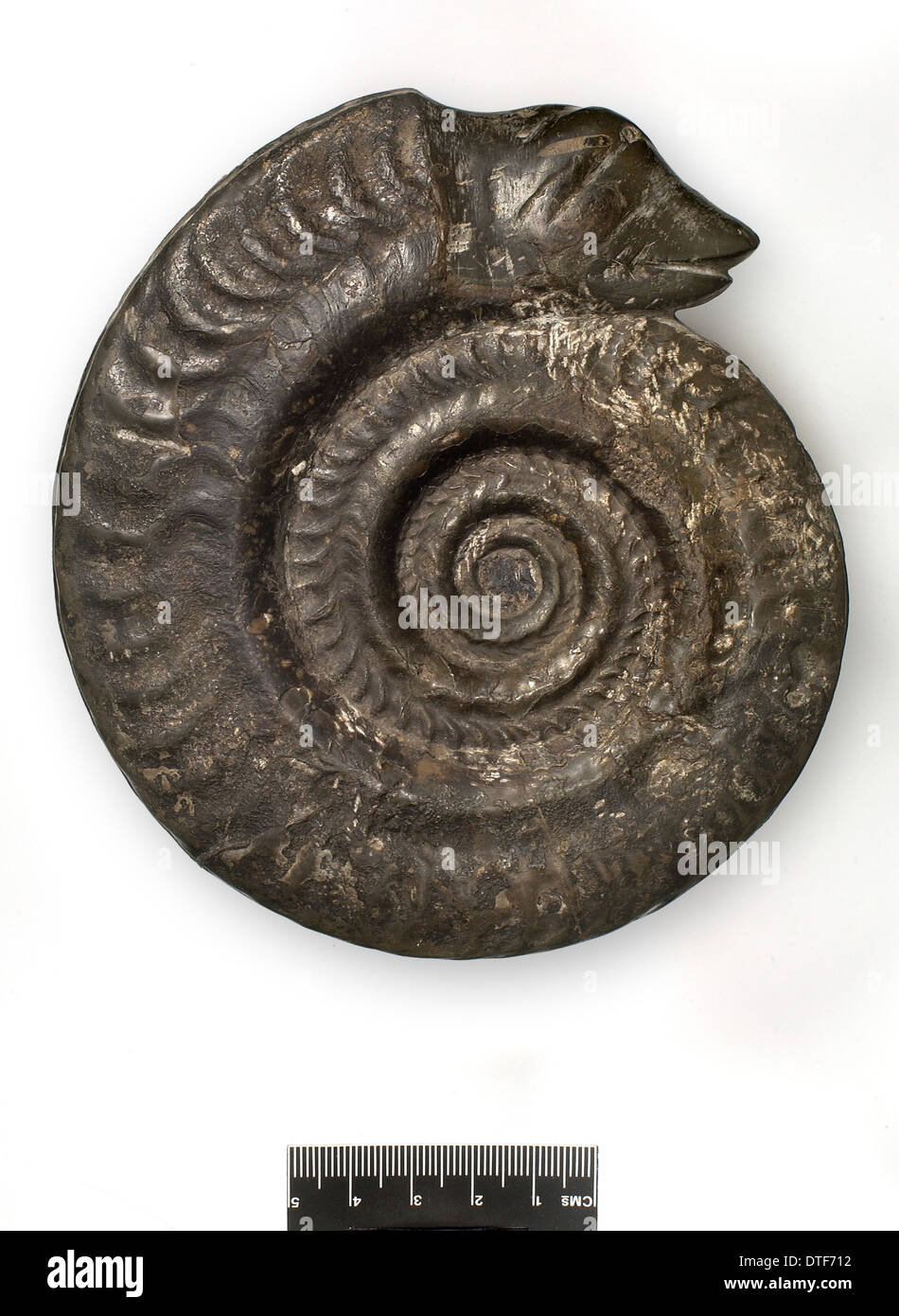 Hildoceras bifrons, snakestone ammonite Banque D'Images