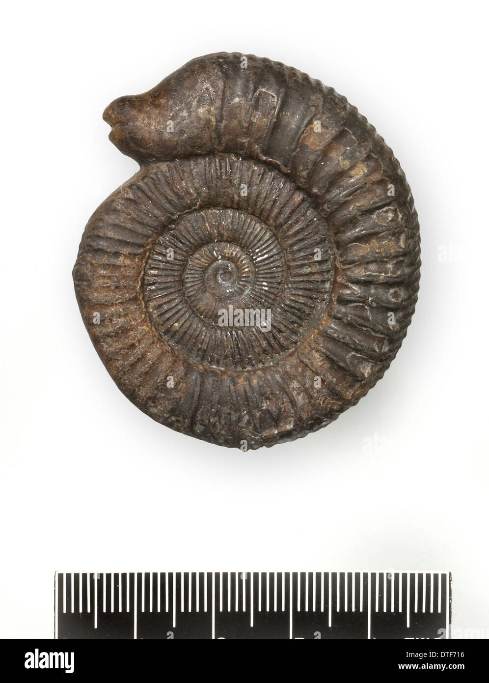 Dactylioceras commune, snakestone ammonite Banque D'Images