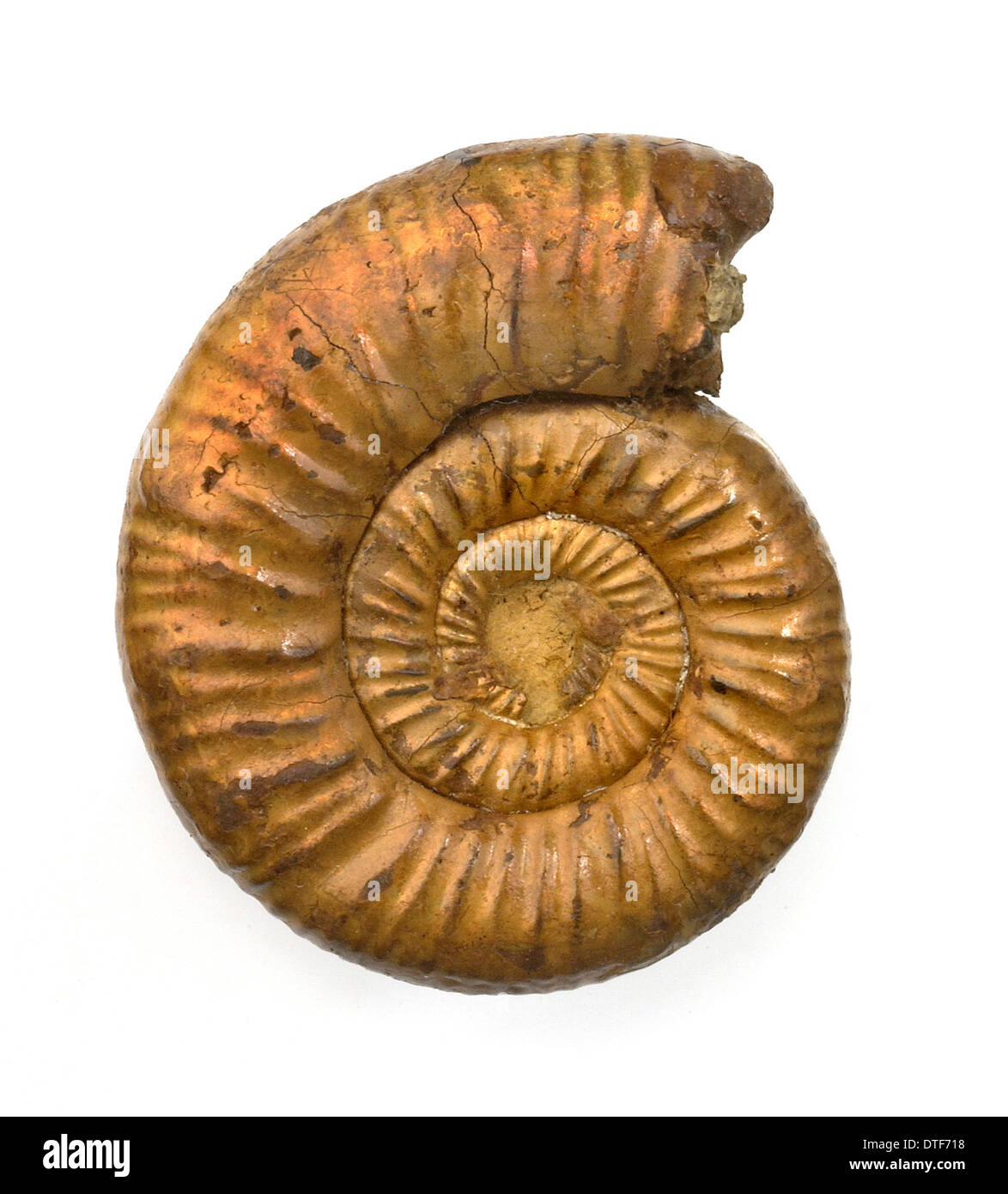 Ammonite Perisphinctes, Banque D'Images
