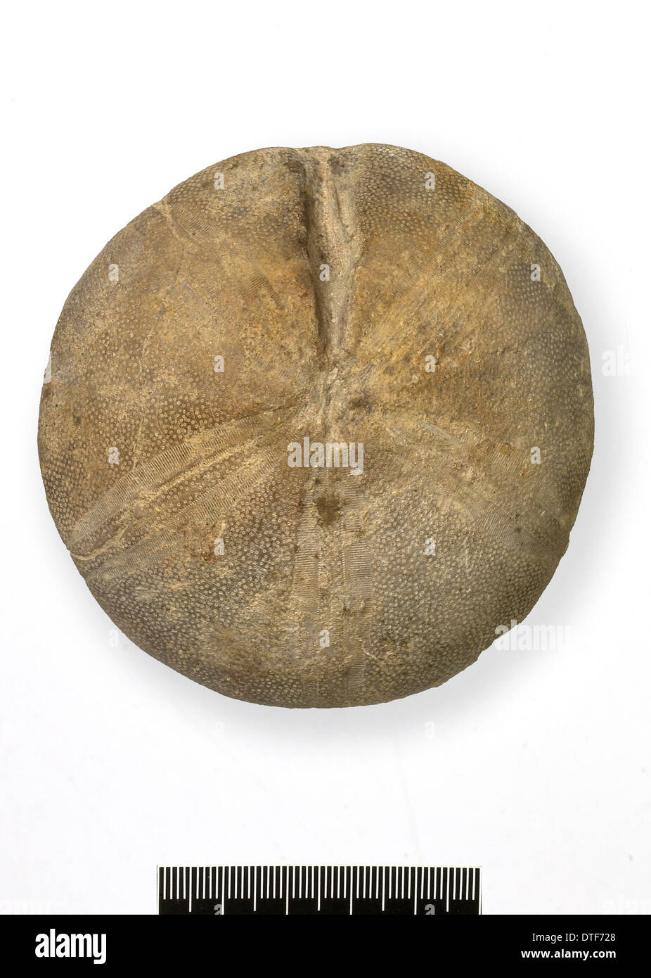 Clypeus ploti, échinides fossiles Banque D'Images