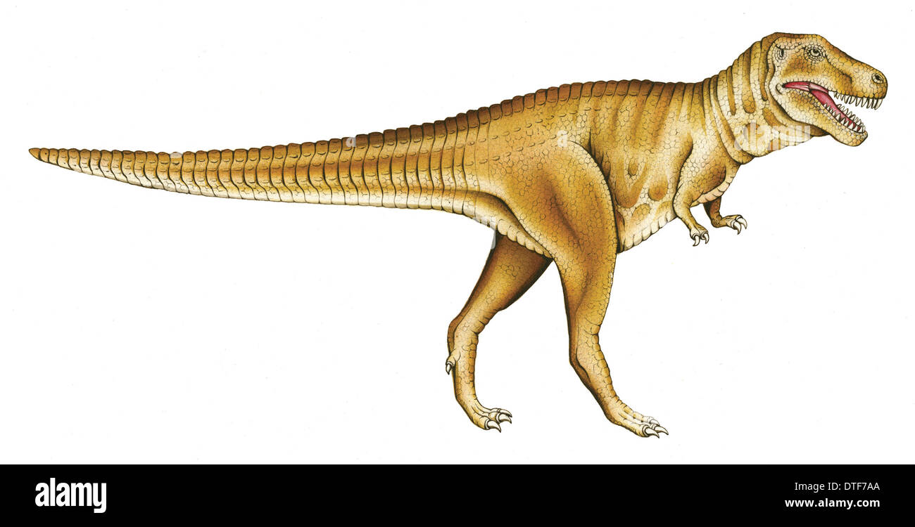 Tyrannosaurus rex Banque D'Images