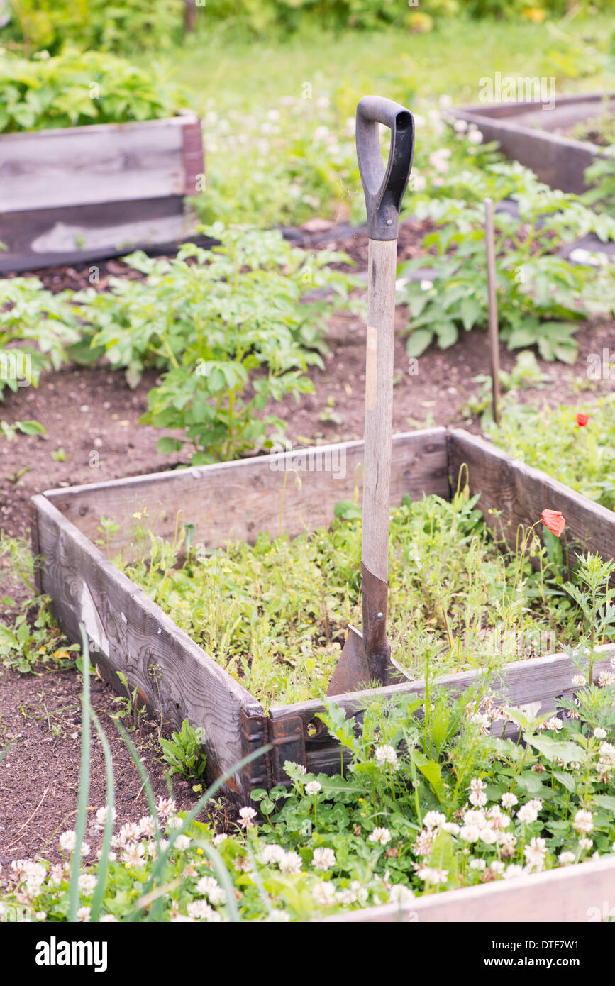 Pelle à jardin utilisé pour des travaux de jardinage Banque D'Images