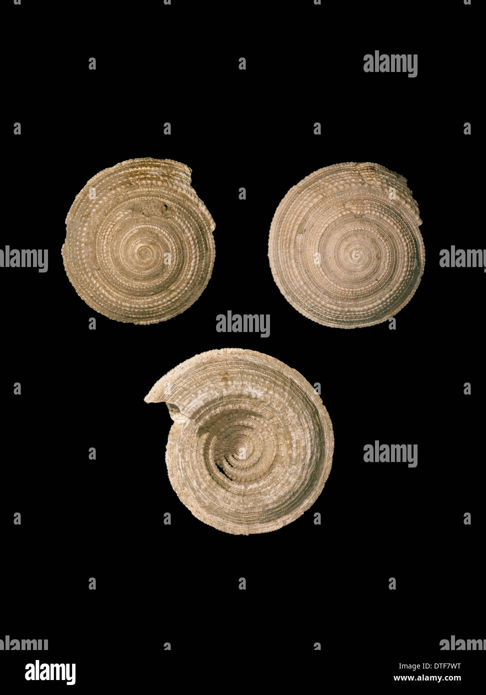 Architectonica sp., cadran solaire shell Banque D'Images