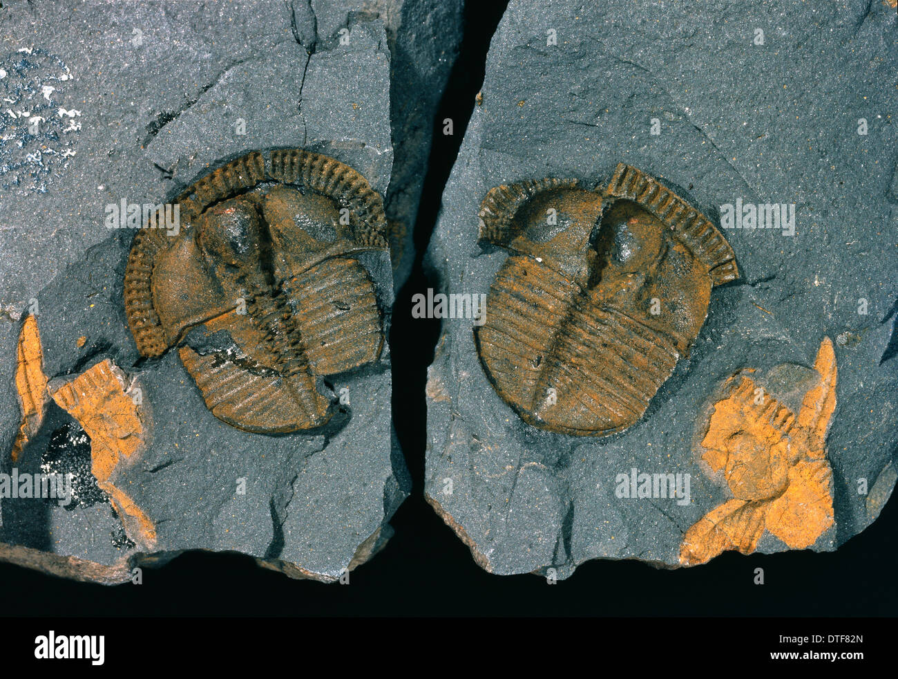 Trilobite trinucleid Trinucleus, Banque D'Images