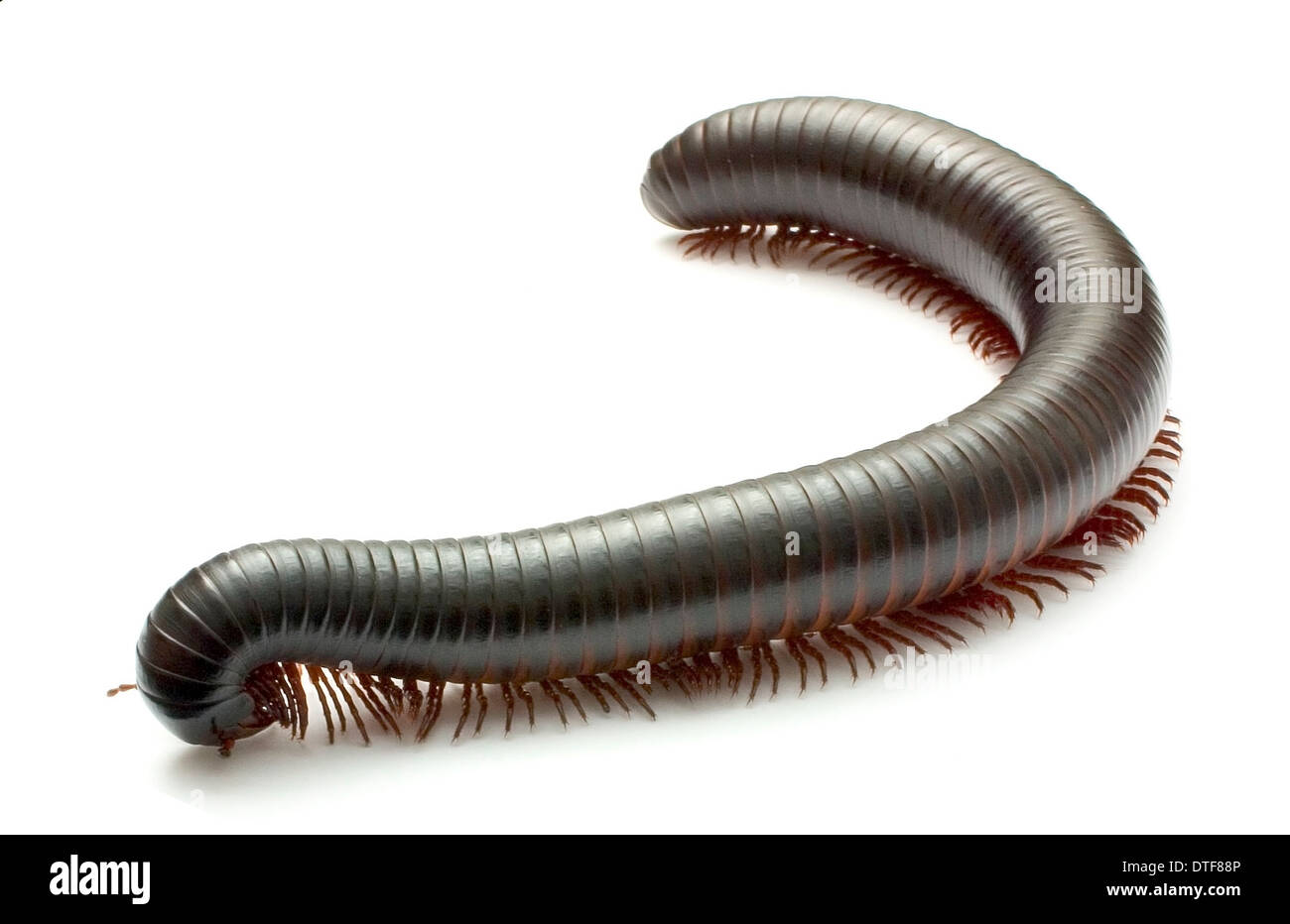 African giant black millipede banque de photographies et d images 