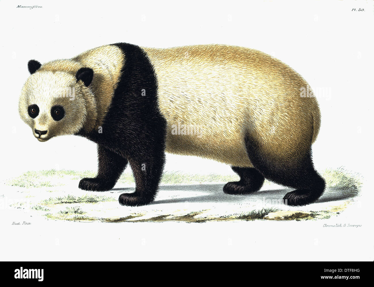 Ailuropoda melanoleuca, grand panda Banque D'Images