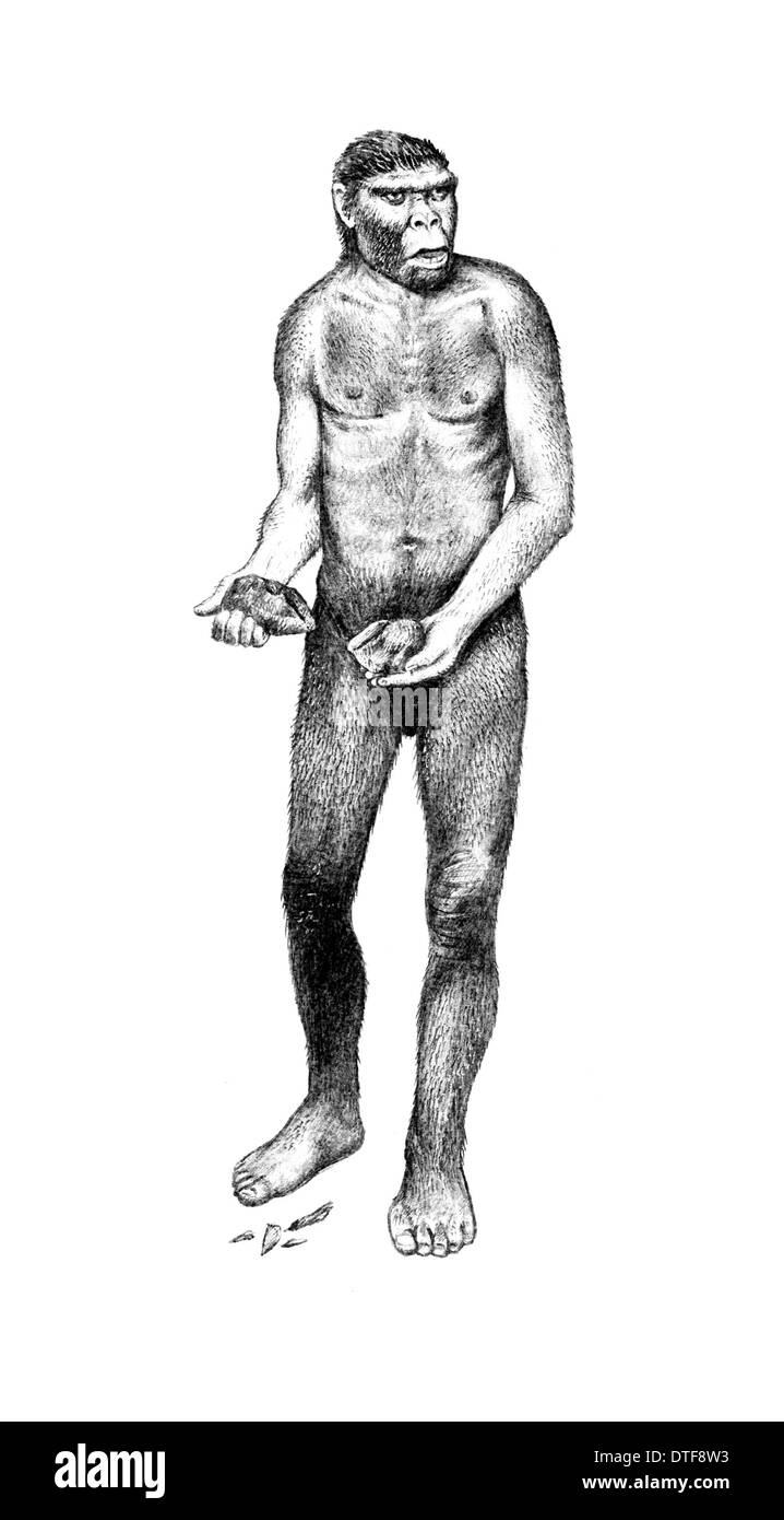 L'Homo heidelbergensis, Boxgrove Man Banque D'Images