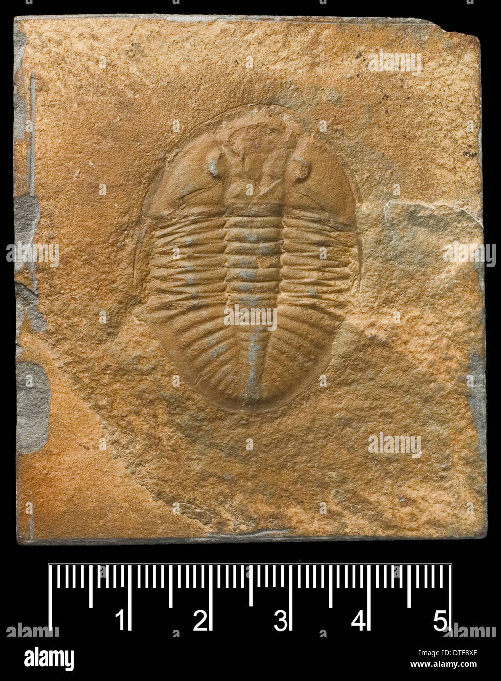 Ogygiocaris, un trilobite fossile Banque D'Images