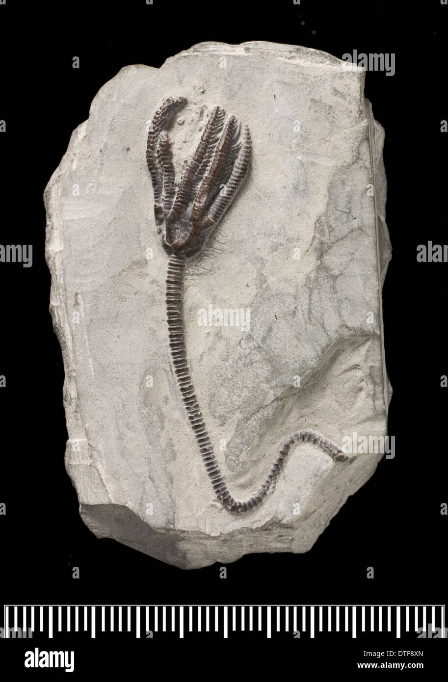Dimerocrinus crinoïde fossile, Banque D'Images