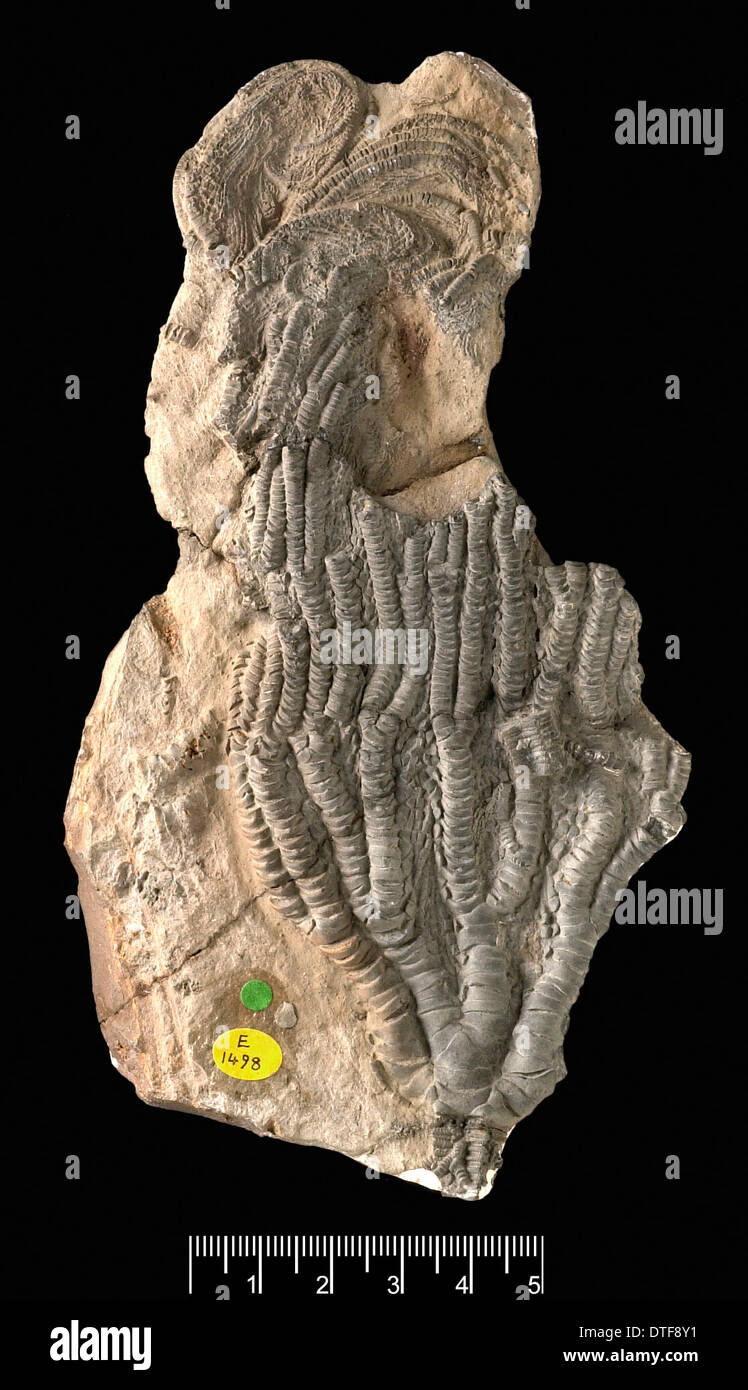 Isocrinus robustus, un crinoïde fossile Banque D'Images