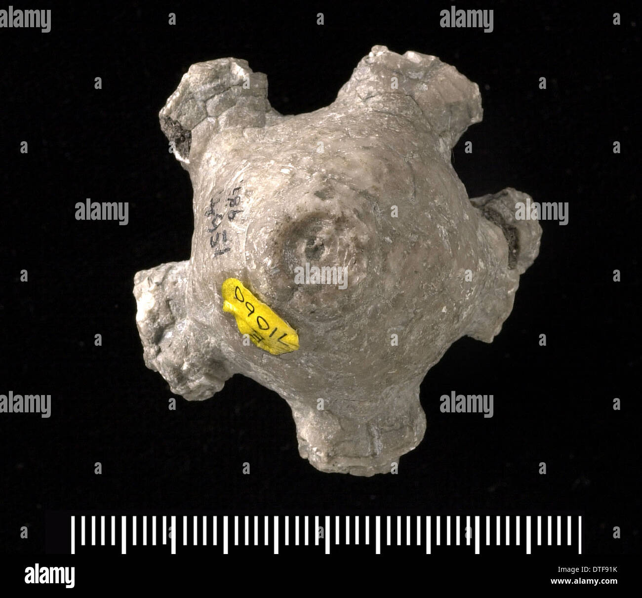 Actinocrinites sp., un crinoïde fossile Banque D'Images