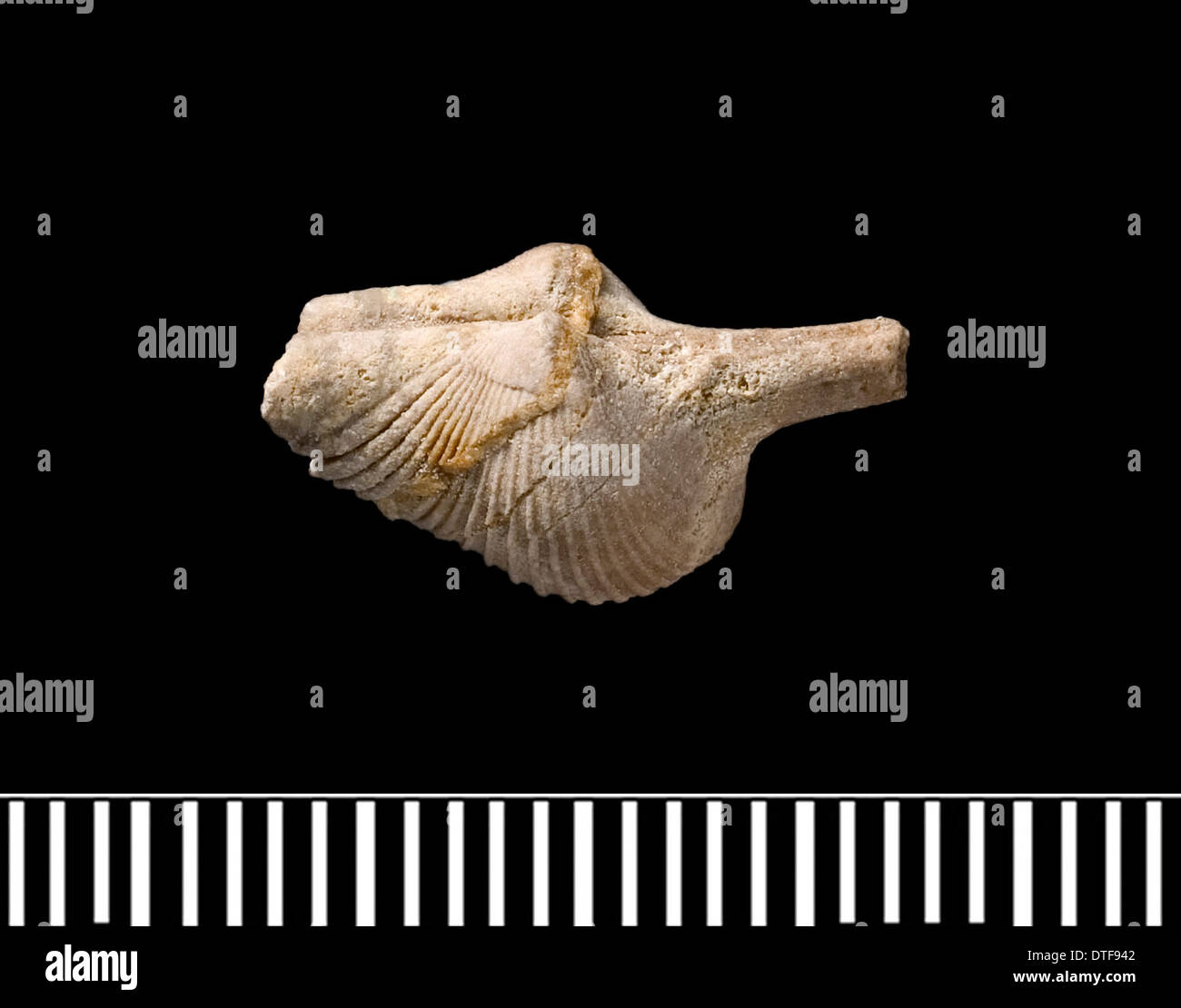 Un rostroconch Conocardium, fossiles Banque D'Images