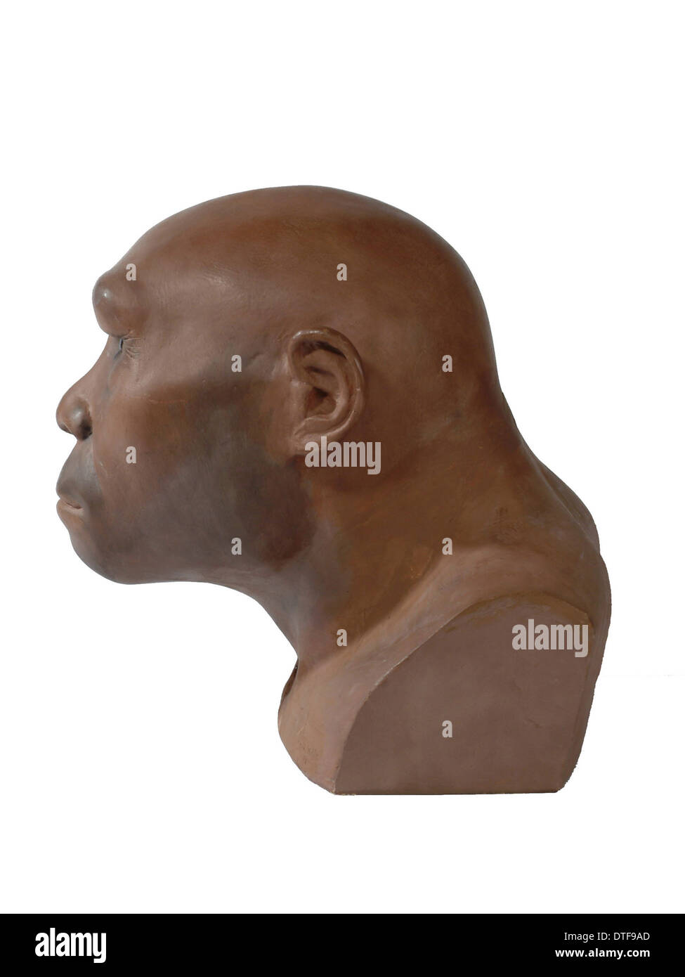 L'Homo erectus, l'homme de Java Photo Stock - Alamy