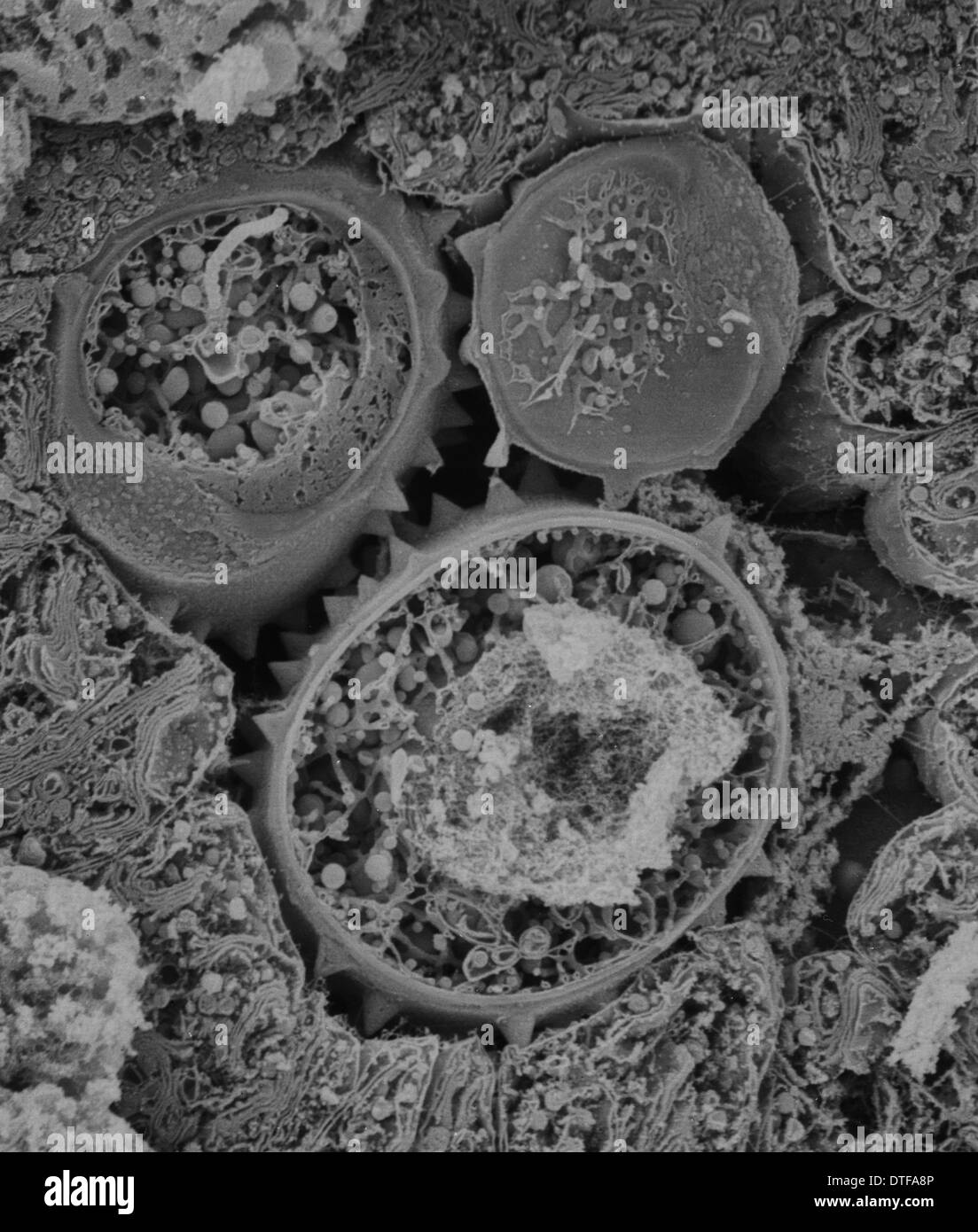 Anthère microscope Banque de photographies et d’images à haute ...