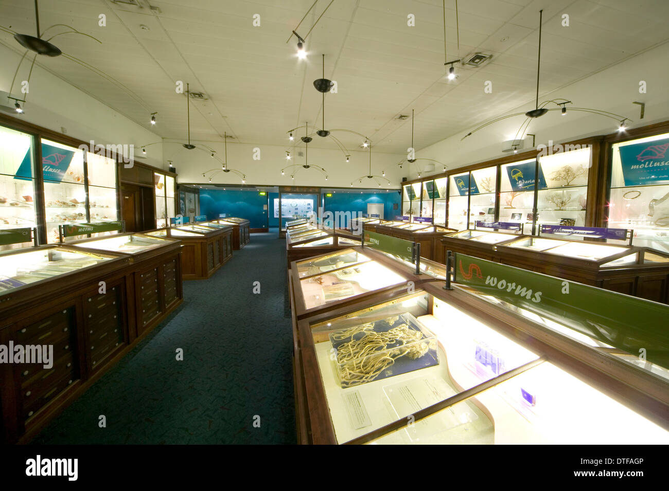 Les invertébrés marins au Musée d'Histoire Naturelle Banque D'Images