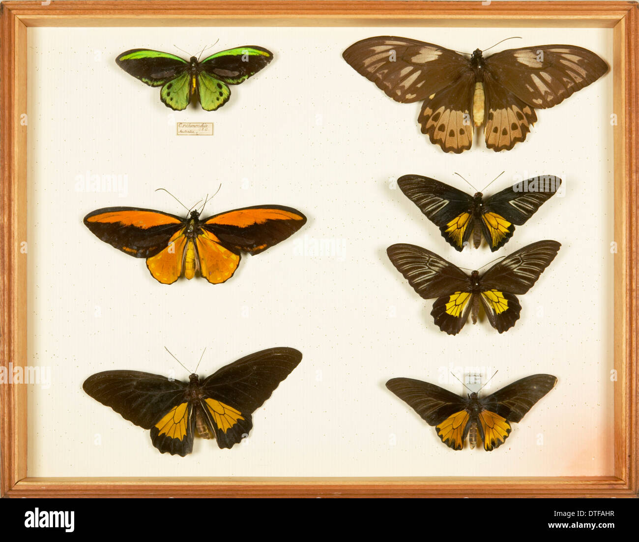 Les spécimens d'ornithoptères, Papilionidae, à partir de la Wallace Collection Banque D'Images