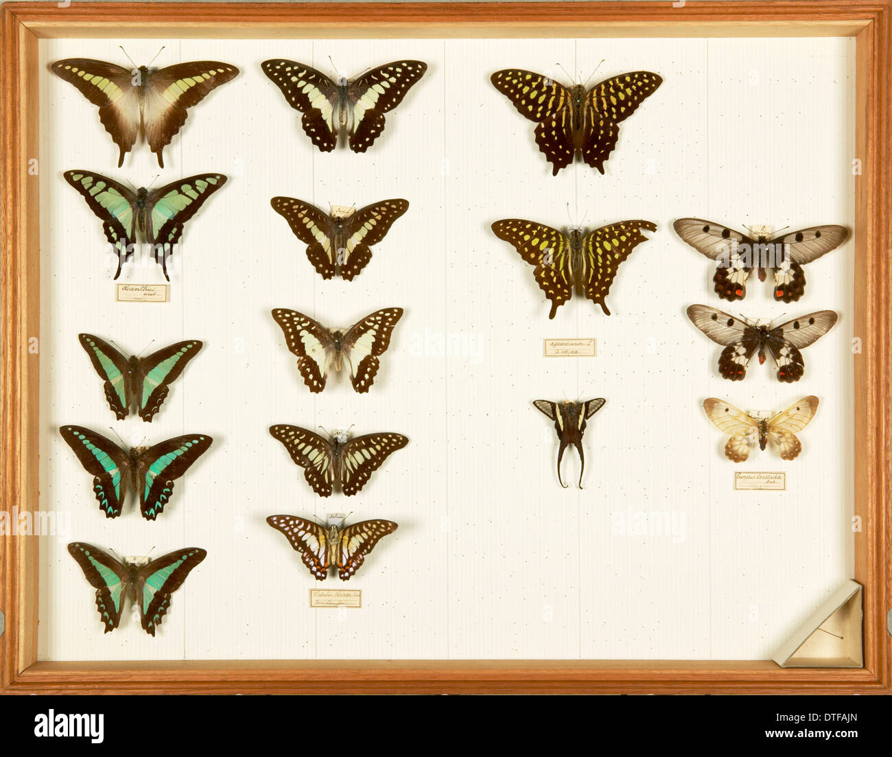 Les spécimens entomologiques de la Wallace Collection Banque D'Images