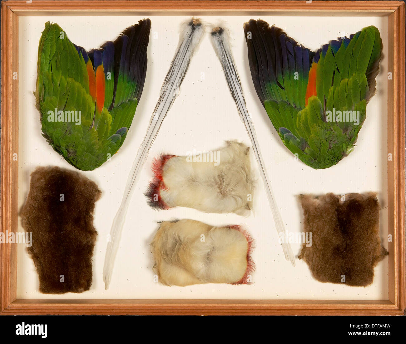Pièces d'échantillon et les ailes de perroquet, la peau du marsupial Wallace Collection Banque D'Images