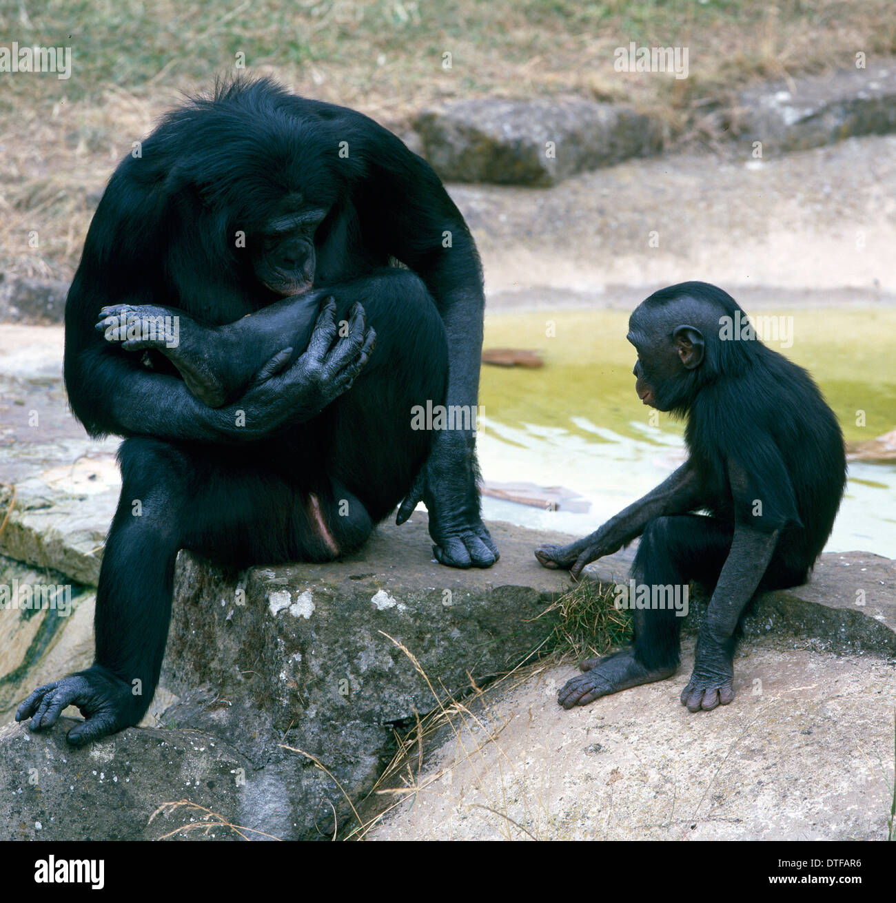 Bonobo, pan paniscus Banque D'Images