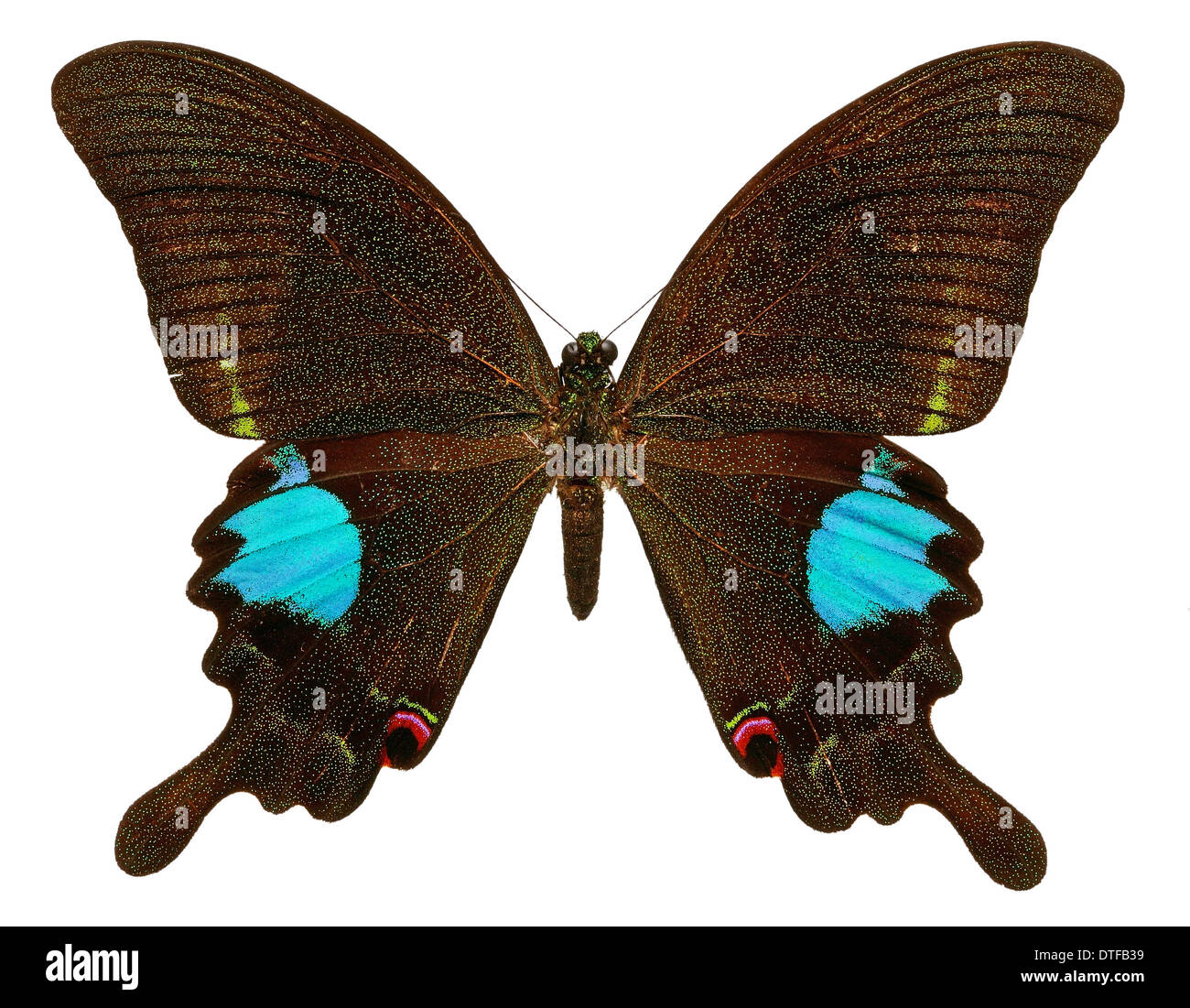 Papilio paris, paris peacock Banque D'Images