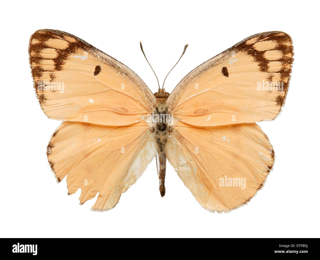 Colotis fausta, gros saumon arabes Banque D'Images