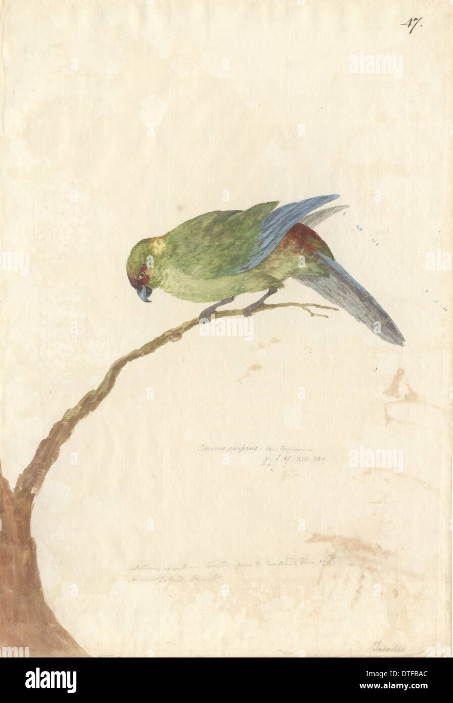 Cyanoramphus novaezelandiae, Perruche à front rouge Banque D'Images