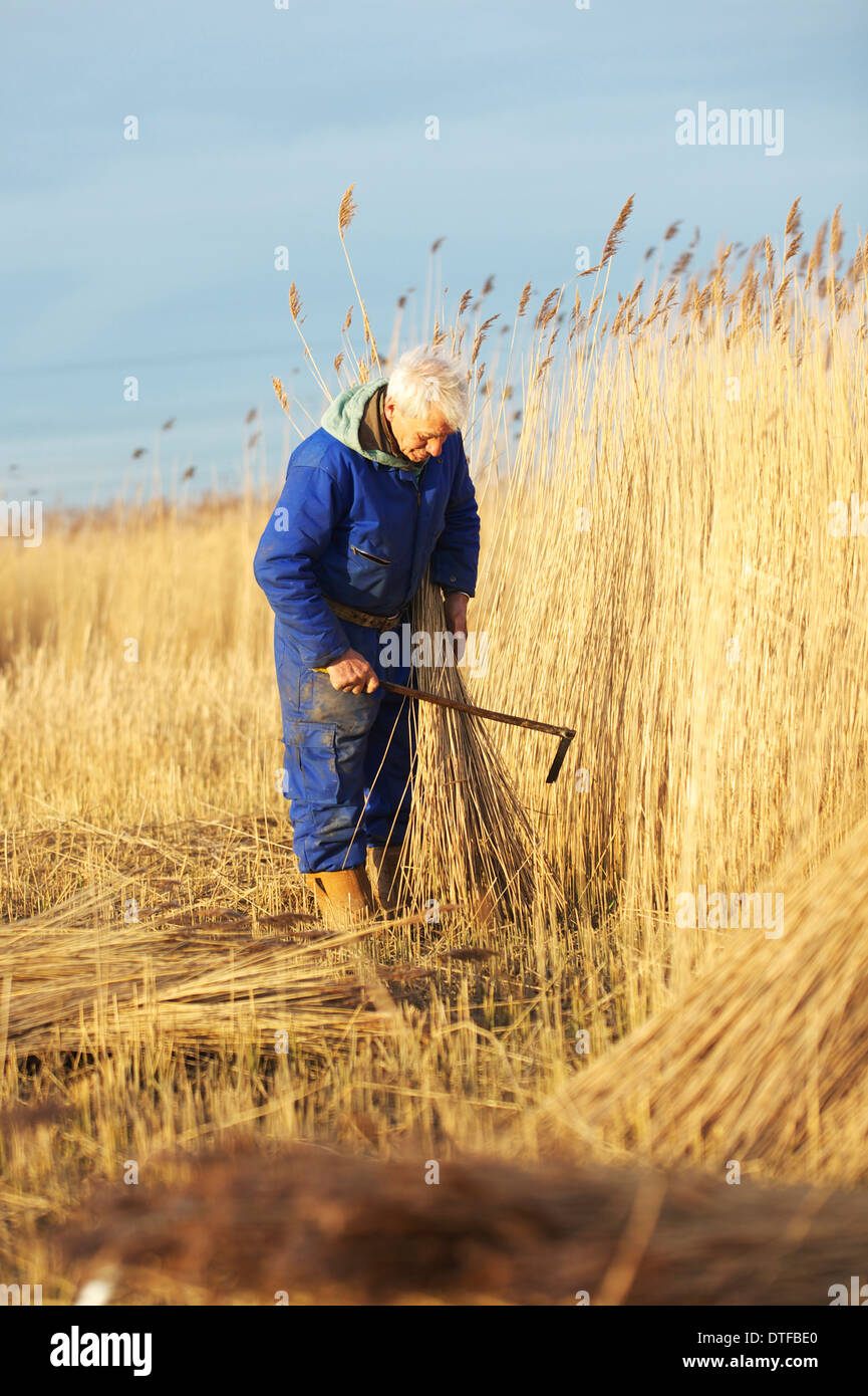 Wally Mason Sagneur sur les Norfolk Broads, reed coupe en utilisant sa propre Scythe Banque D'Images