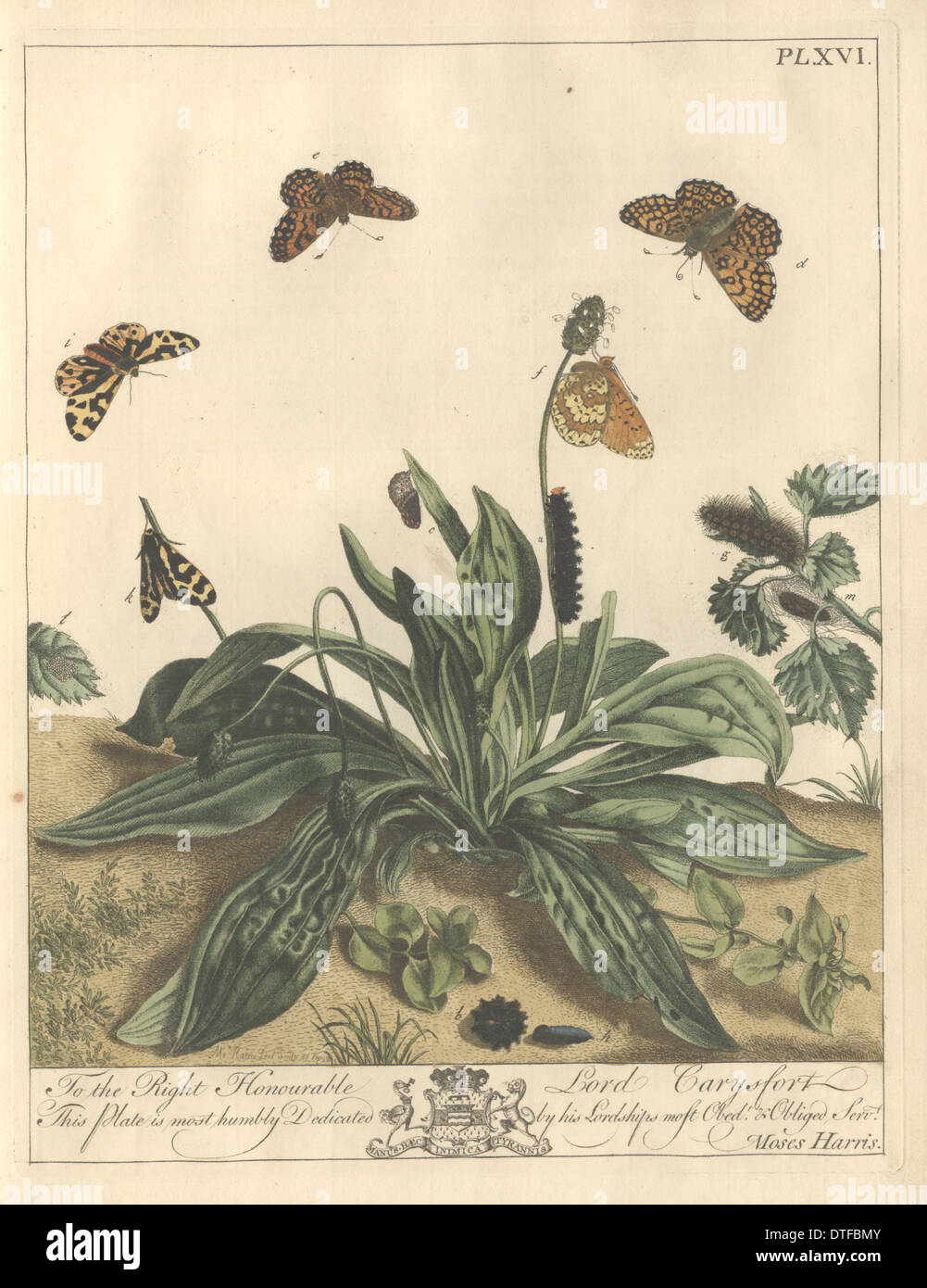 XVI de la plaque, l'Glanvil Fritillaria Banque D'Images