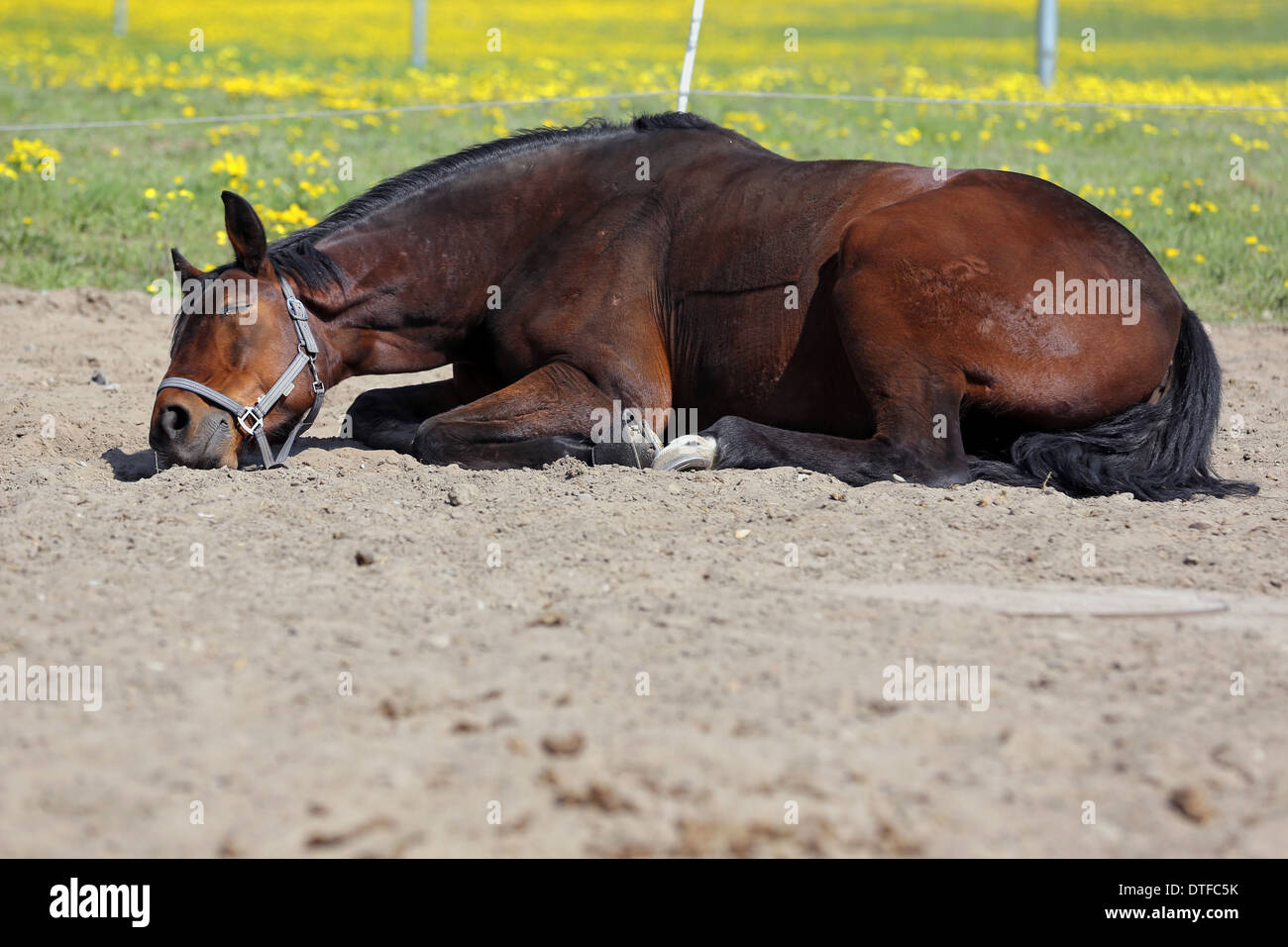 MÜNCHEHOFE, l'Allemagne, l'un dort sur un paddock de sable Banque D'Images