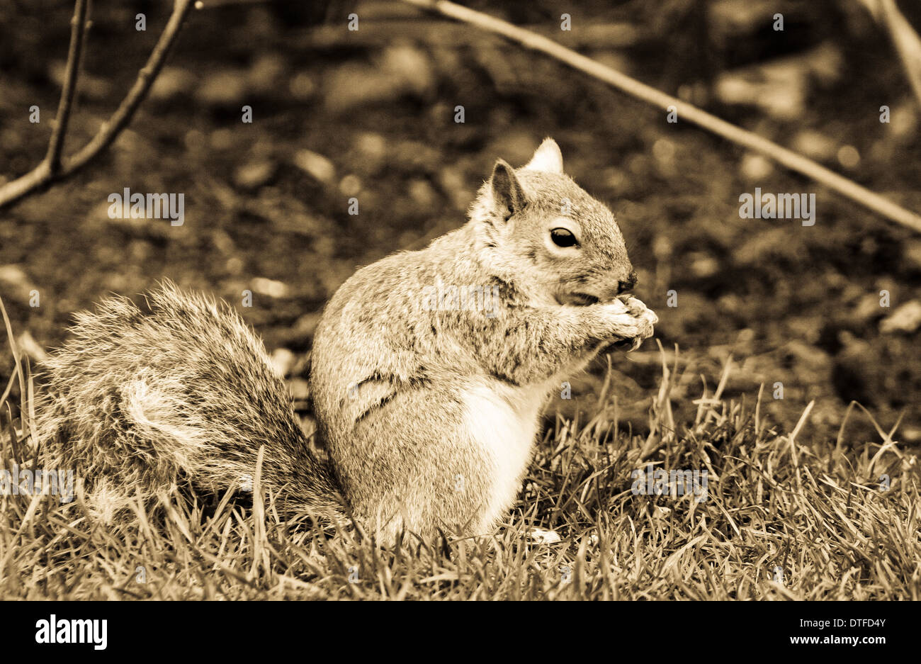 Jeune écureuil gris (Sciurus carolinensis) manger acorn Banque D'Images