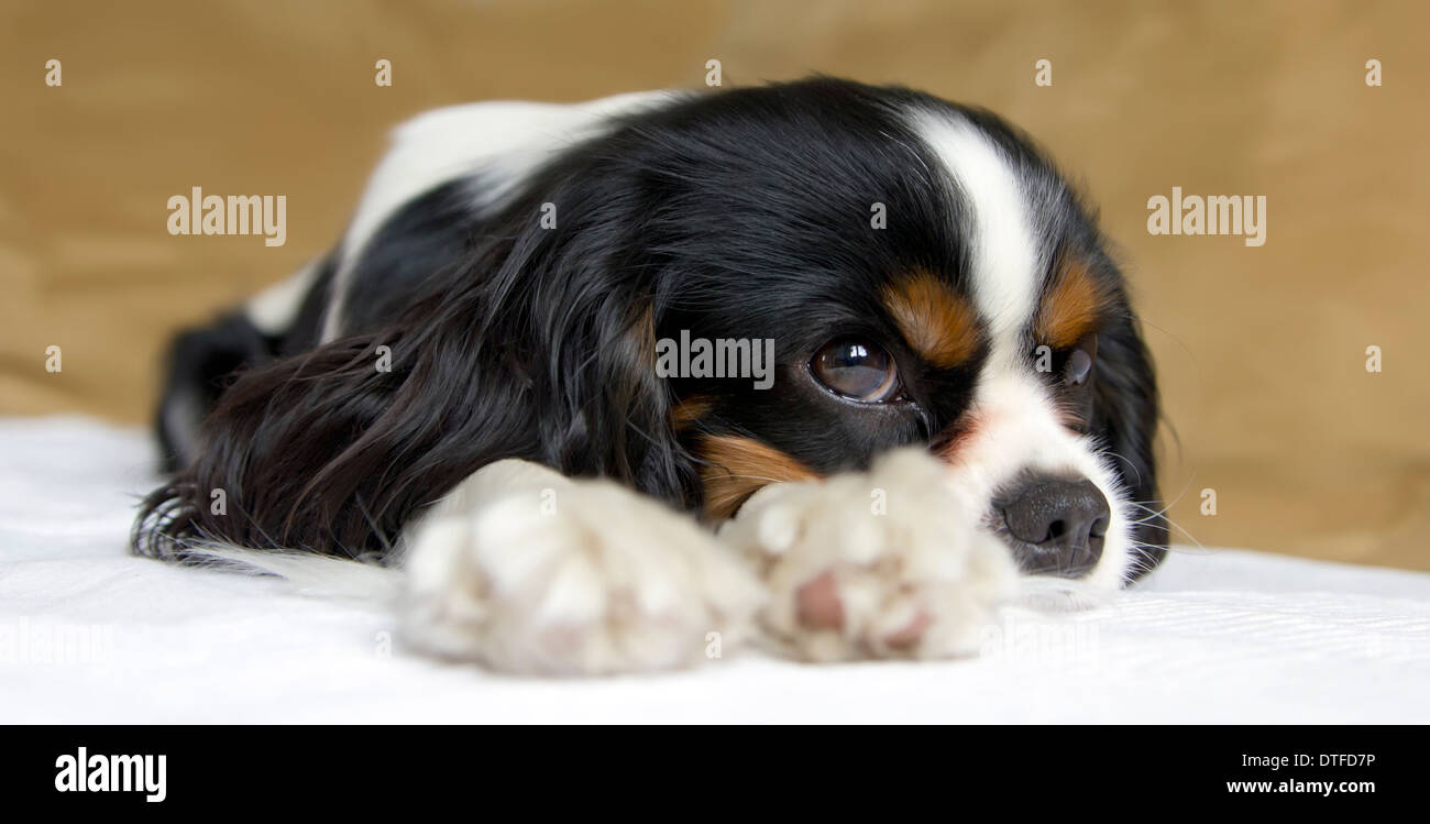 Mignon chien prendre une sieste sur le canapé Banque D'Images