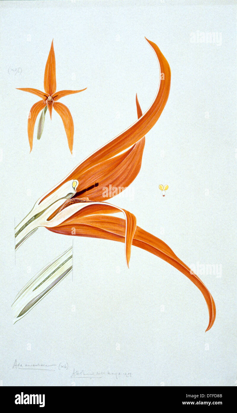 Ada aurantiaca, rouge-orange ada Banque D'Images