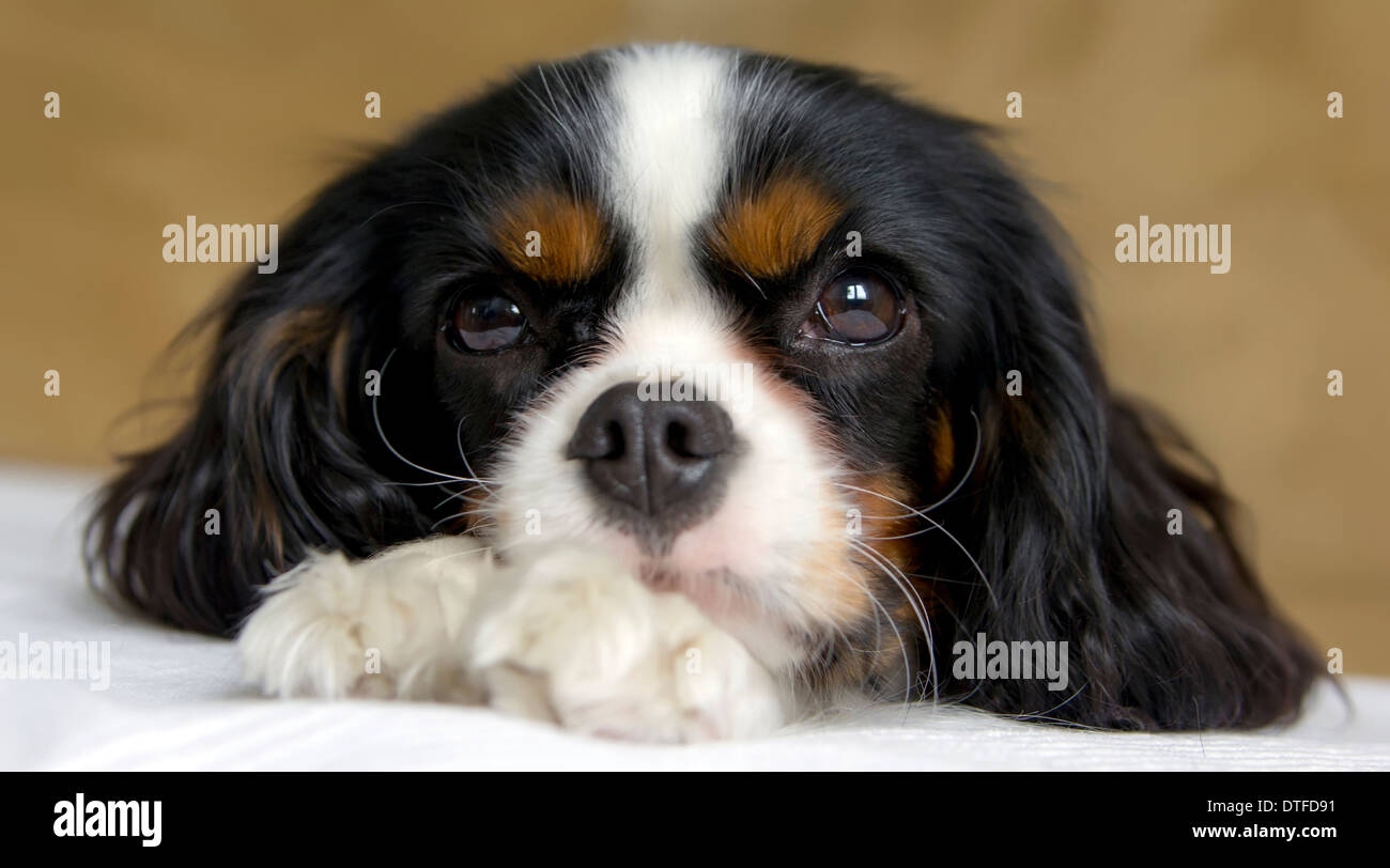 Mignon chien prendre une sieste sur le canapé Banque D'Images