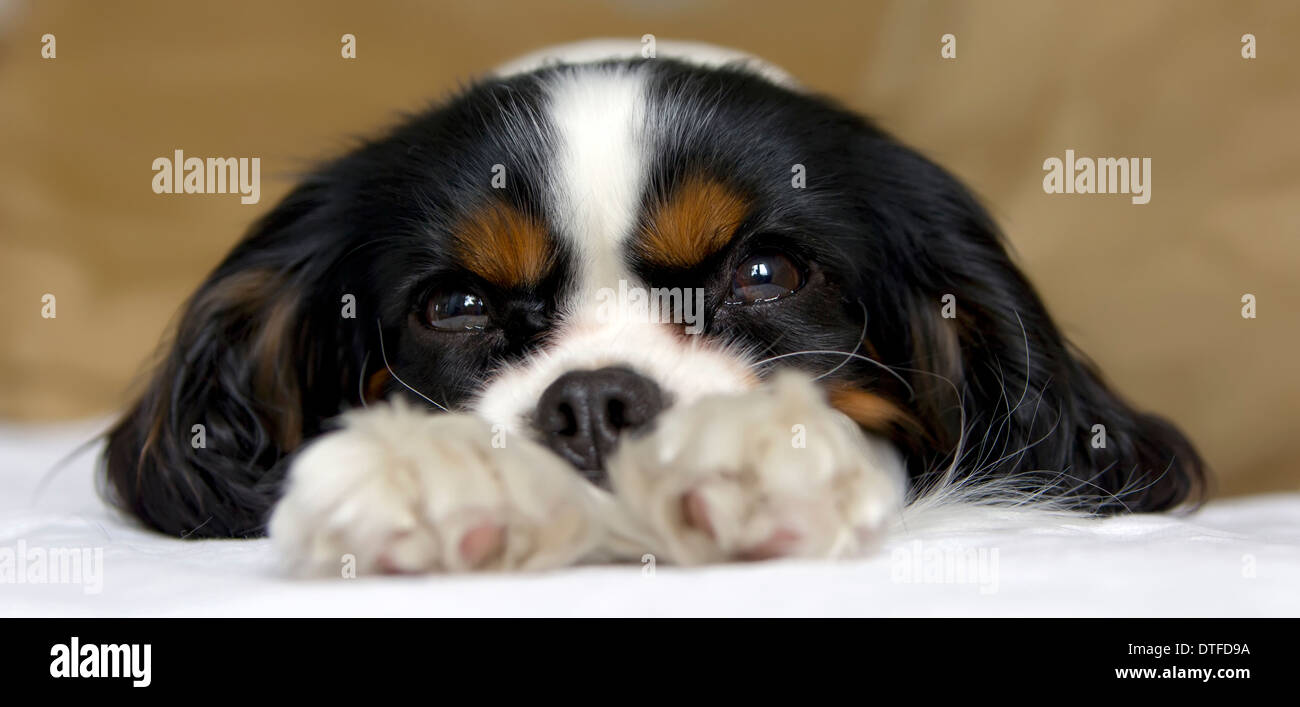 Mignon chien prendre une sieste sur le canapé Banque D'Images