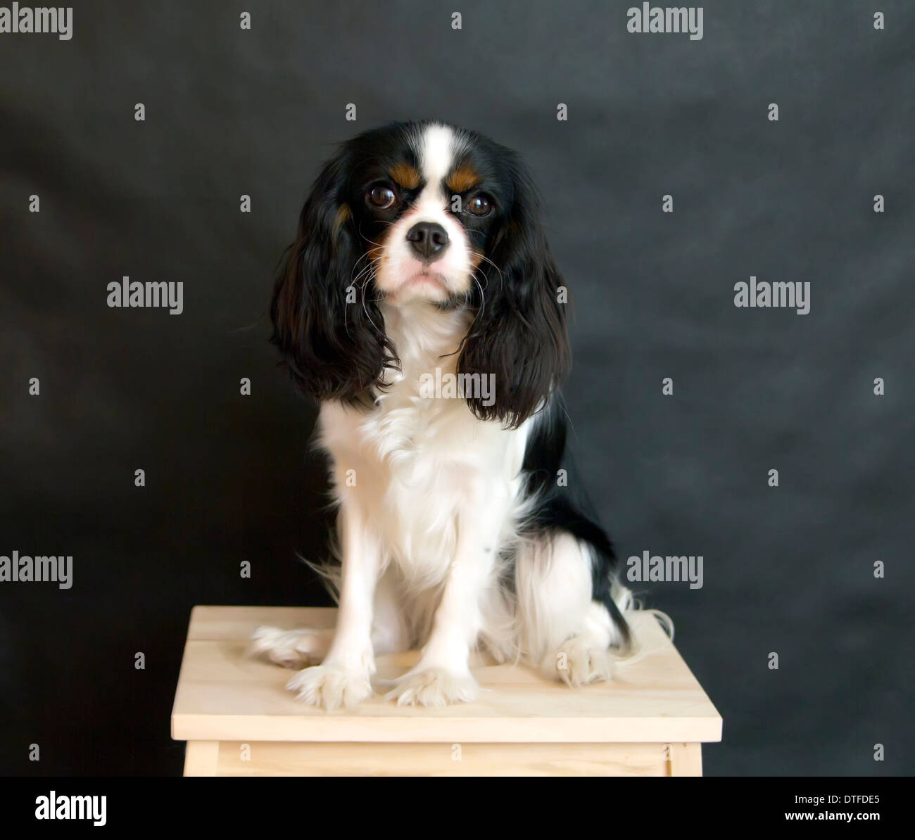 Portrait de Cavalier King Charles Spaniel sur fond gris Banque D'Images