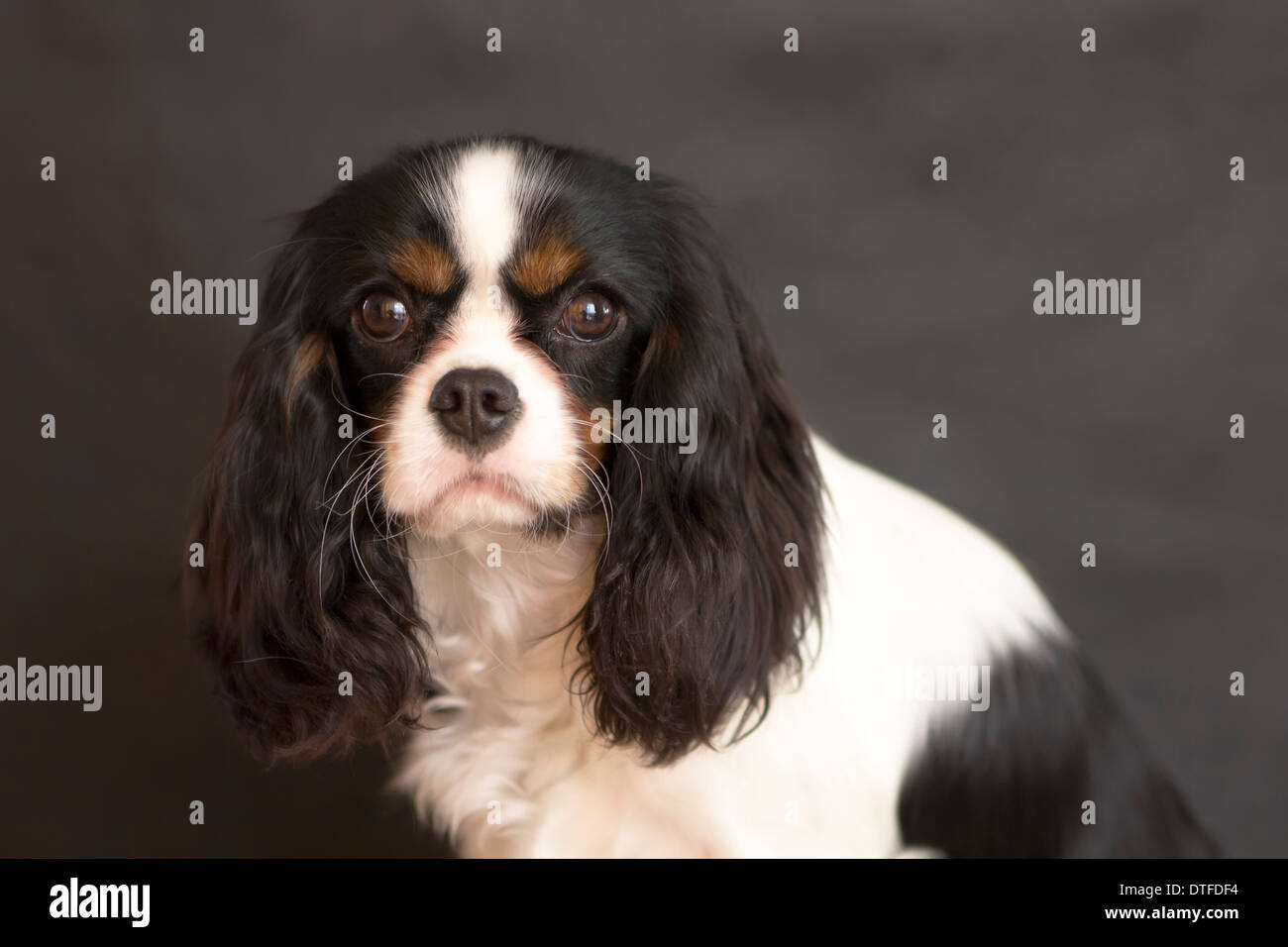 Portrait de Cavalier King Charles Spaniel sur fond gris Banque D'Images