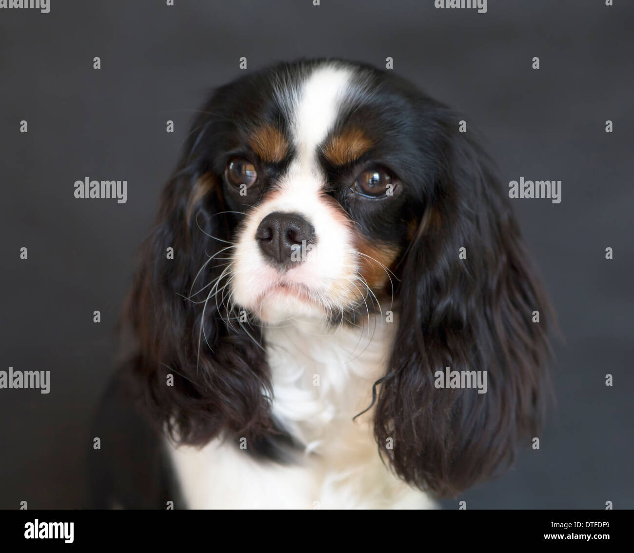 Portrait de Cavalier King Charles Spaniel sur fond gris Banque D'Images