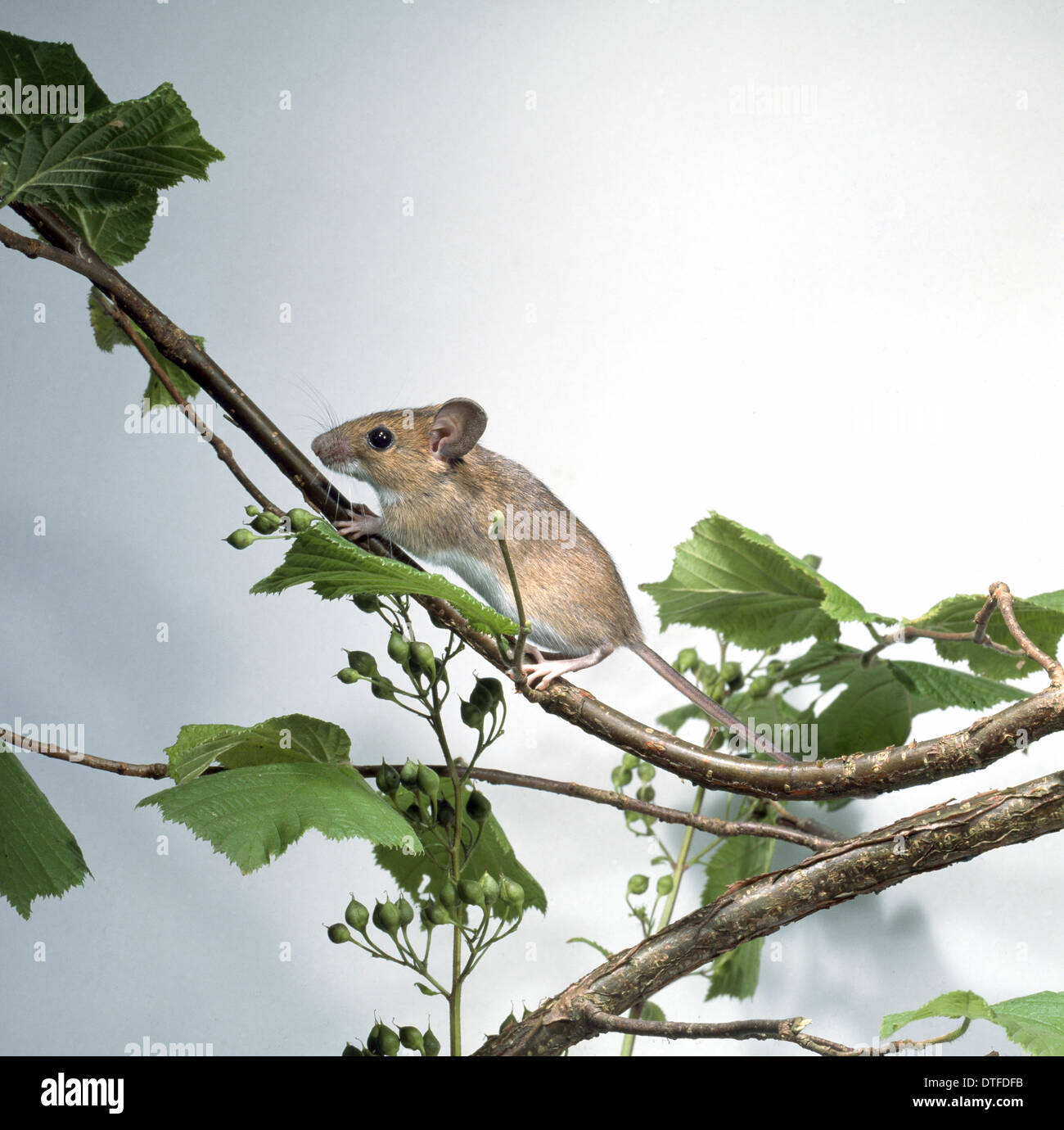 Apodemus flavicollis, souris à col jaune Banque D'Images