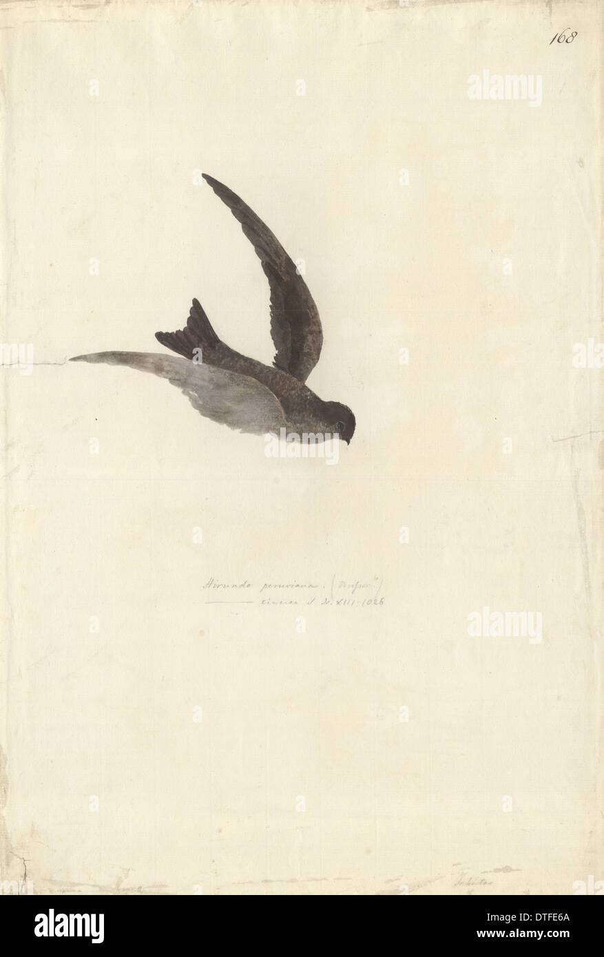 Aerodramus leucophaeus, polynésienne swiftlet Banque D'Images