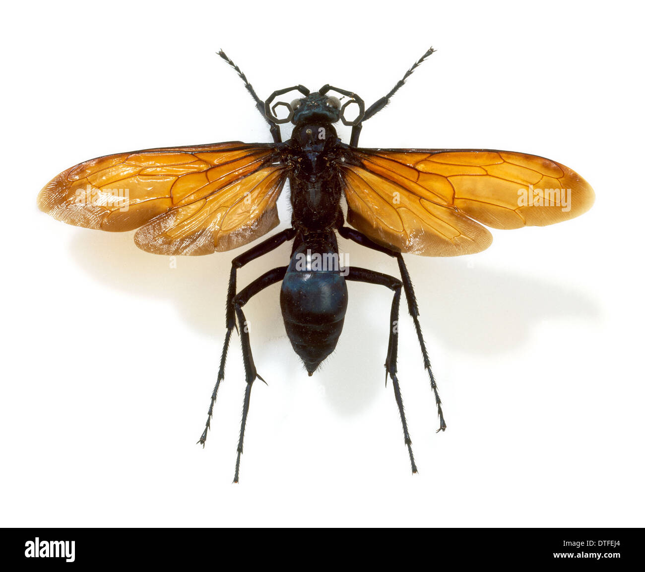 Pepsis heros, tarantula hawk wasp Banque D'Images