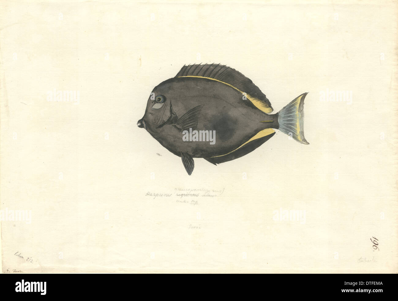Acanthurus nigricans, tang bordure or Banque D'Images