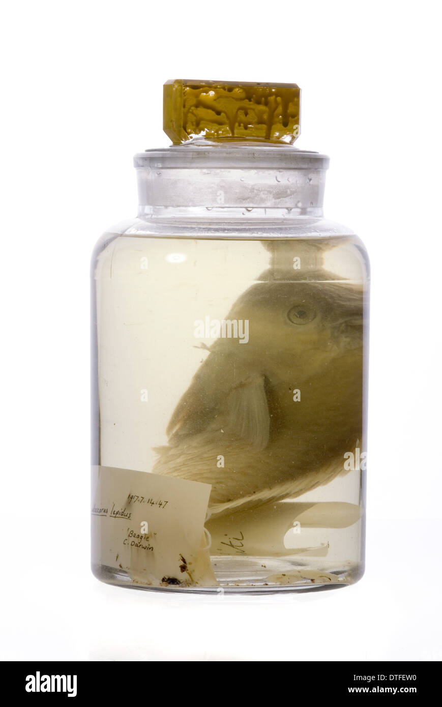 Pseudoscarus lepidus, poisson perroquet Banque D'Images