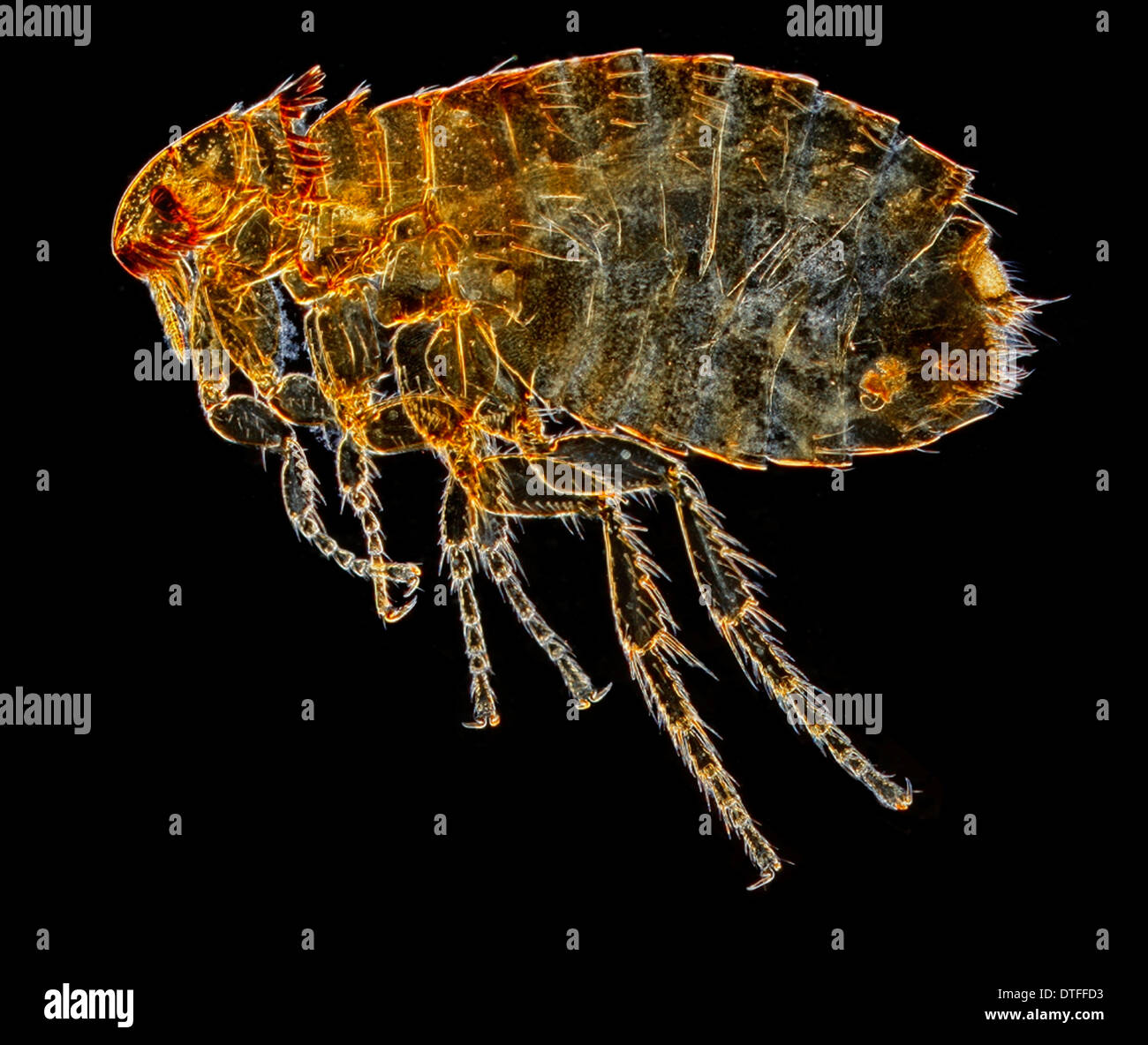 Ctenocephalides felis felis, aux puces de chat Banque D'Images