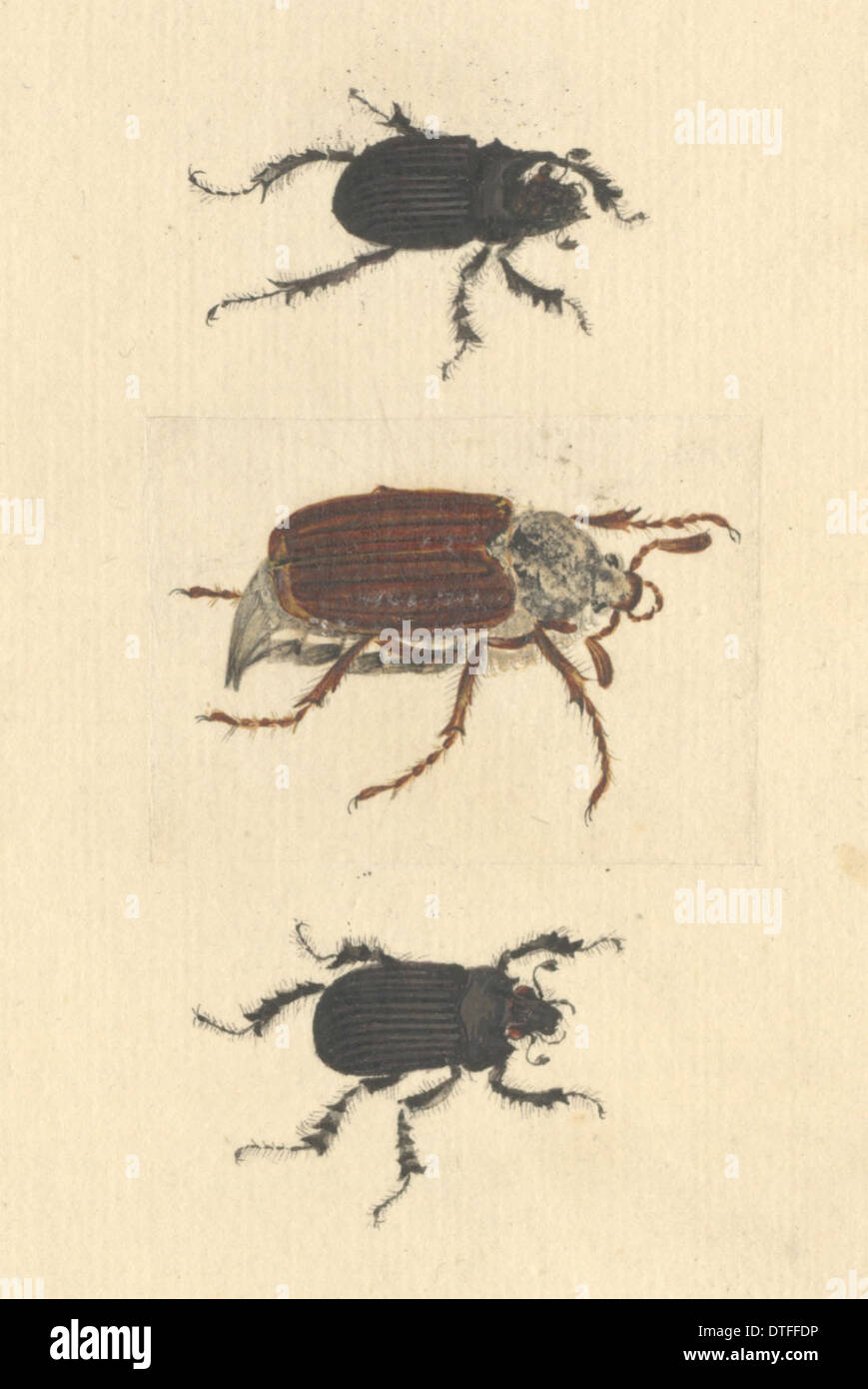 Insectes anglais illustration de coléoptères et Minotaure Cockchafer par James Barbut Banque D'Images