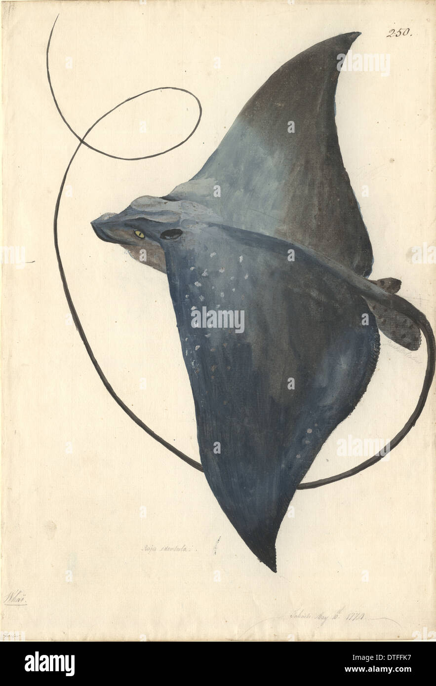 Mobula mobular, devilfish Banque D'Images