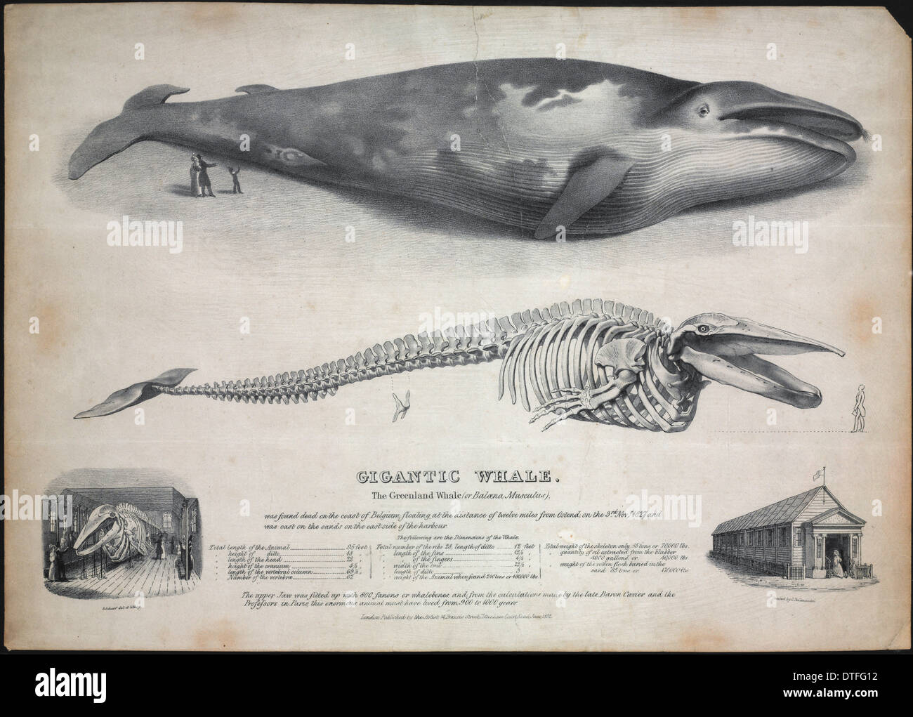 Gravure de l'Baloena musculus, le Groenland baleine. Banque D'Images