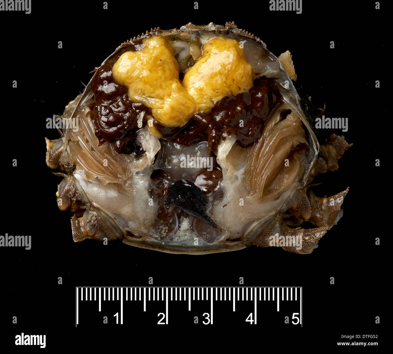 Femelle disséquée Eriocheir sinensis, crabe chinois Banque D'Images