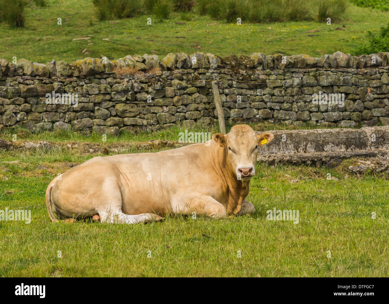 La blonde d'aquitaine bull Banque D'Images